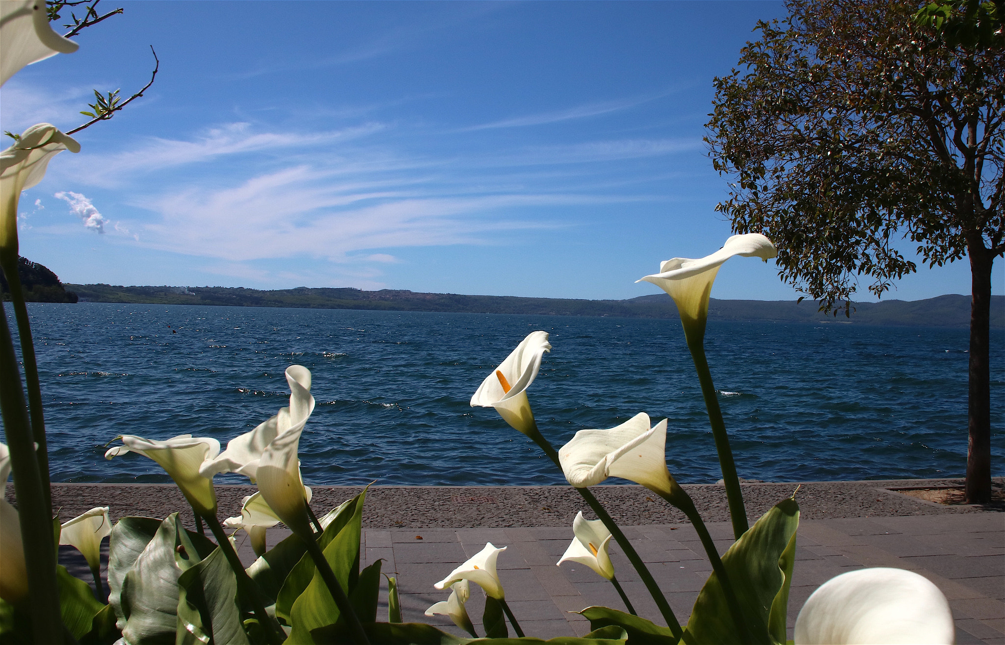 Canon EOS 760D (EOS Rebel T6s / EOS 8000D) sample photo. Fiori sul lago photography