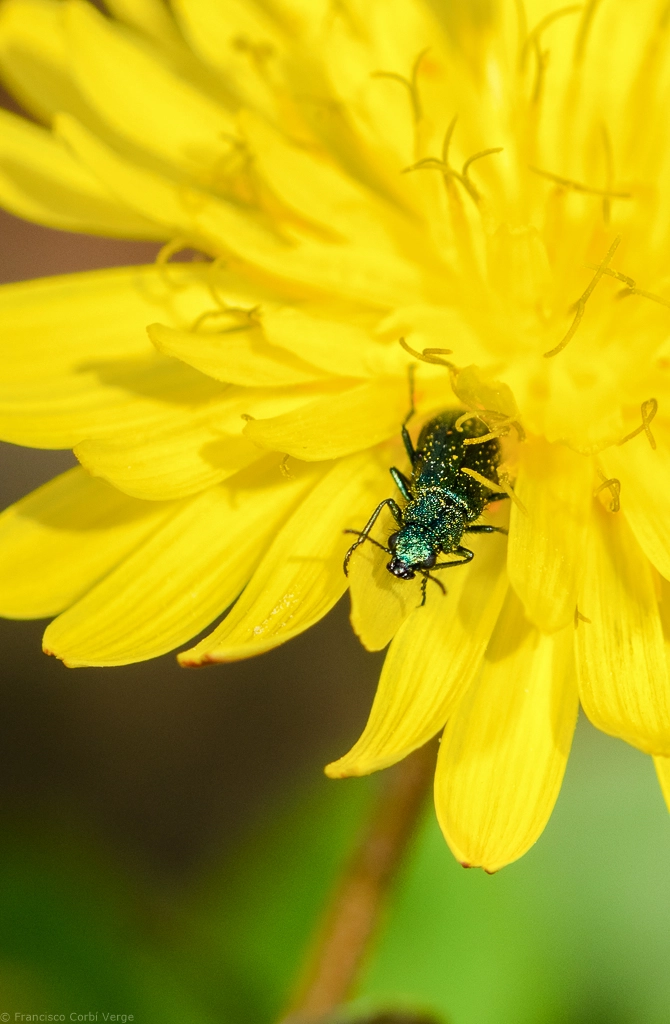 Olympus OM-D E-M1 + Sigma 150mm F2.8 EX DG Macro HSM sample photo. Es tiempo de macro.ii photography