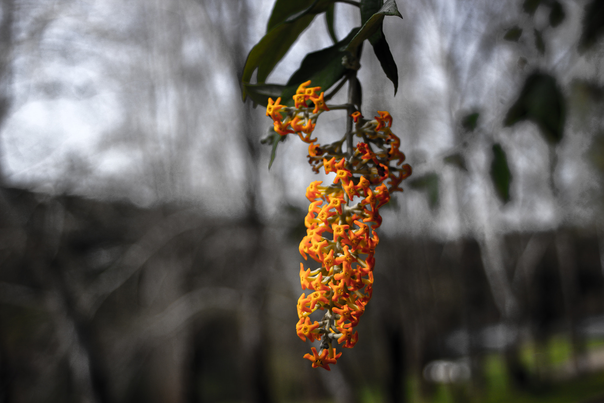 Canon EF 28-80mm f/3.5-5.6 USM IV sample photo. Spring flower photography