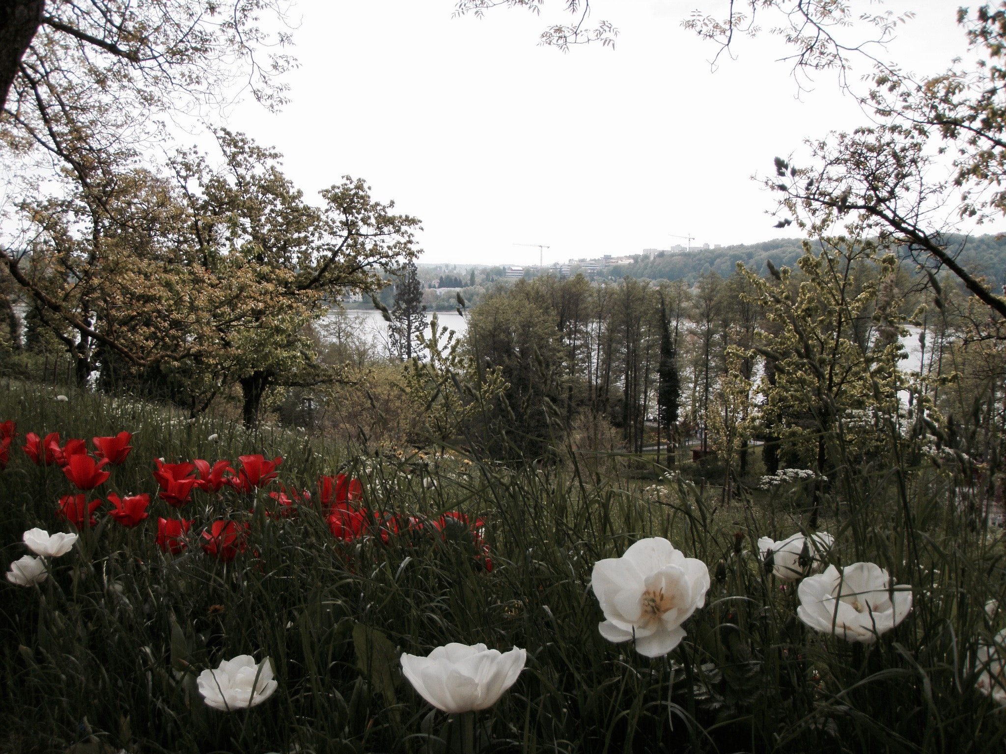 Olympus u1050SW,S1050SW sample photo. Somewhere on an island am bodensee! mainau – flower island in lake constance... photography