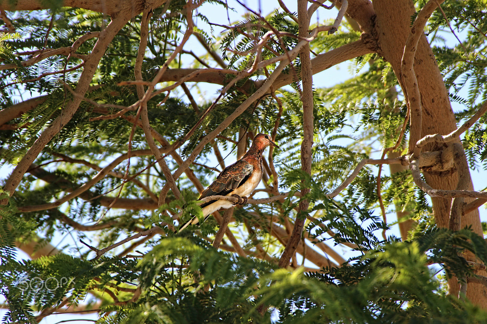 Sigma 24-35mm F2 DG HSM Art sample photo. Laughing dove photography