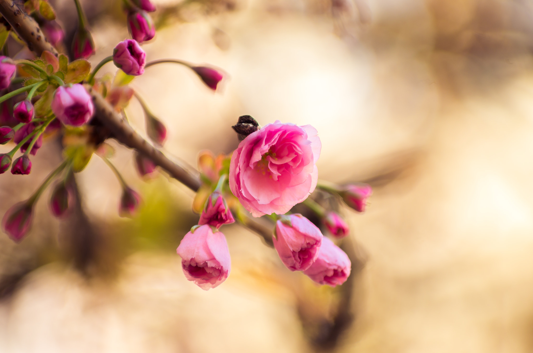 Pentax smc DA* 50-135mm F2.8 ED (IF) SDM sample photo. The blossom of spring photography
