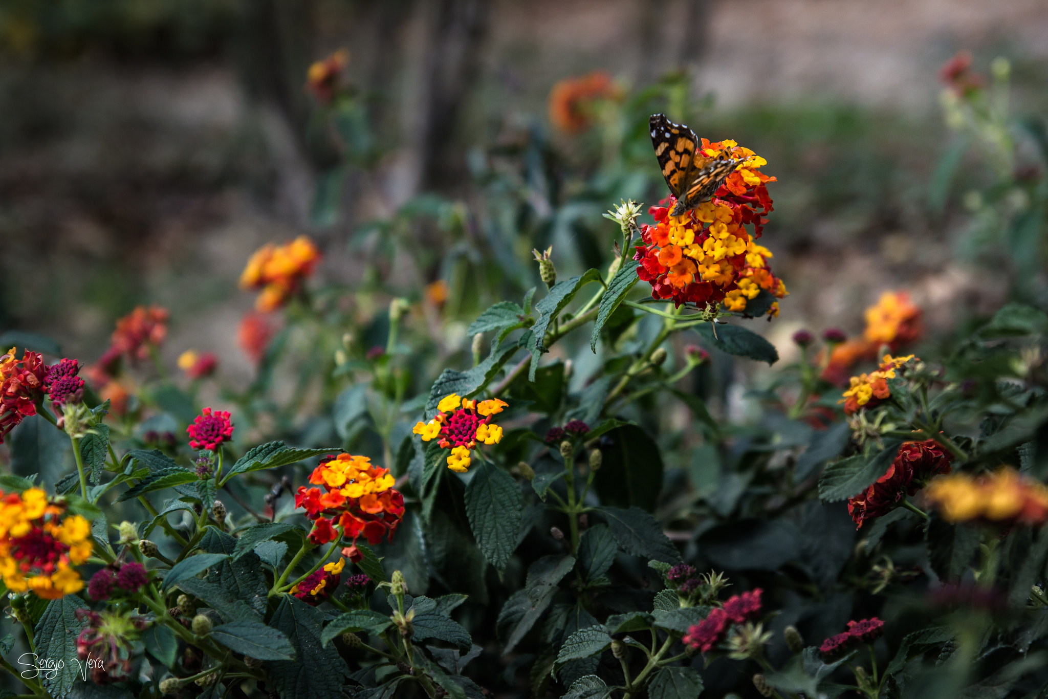 Tamron SP AF 17-50mm F2.8 XR Di II LD Aspherical (IF) sample photo. Flor de lantana photography