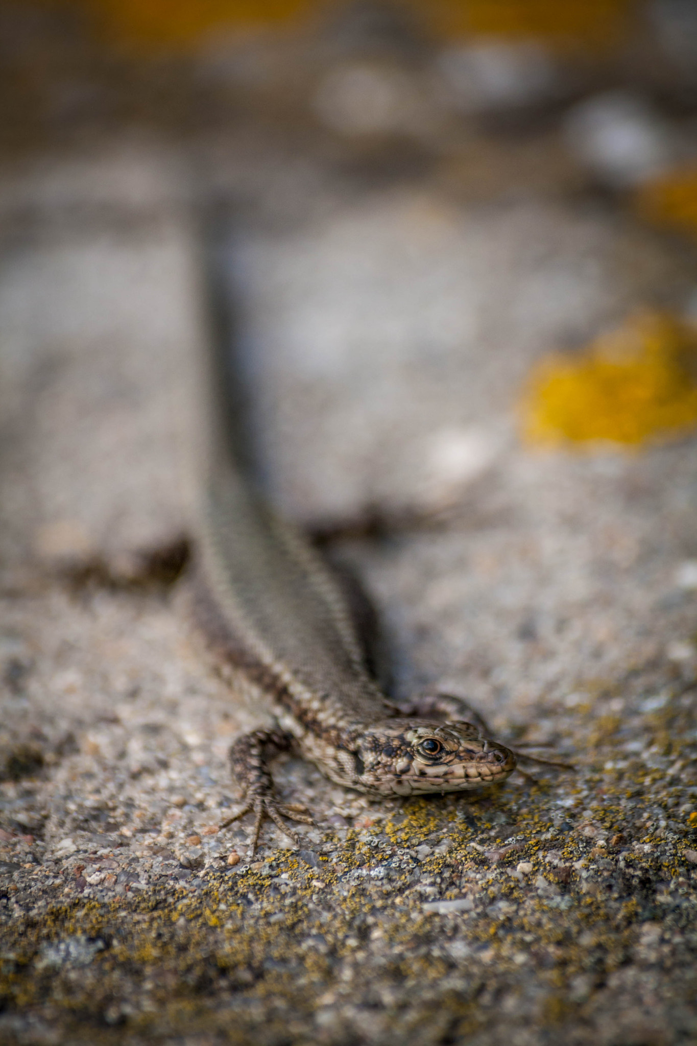 Sigma 70-300mm F4-5.6 APO DG Macro sample photo. Lizard ii photography