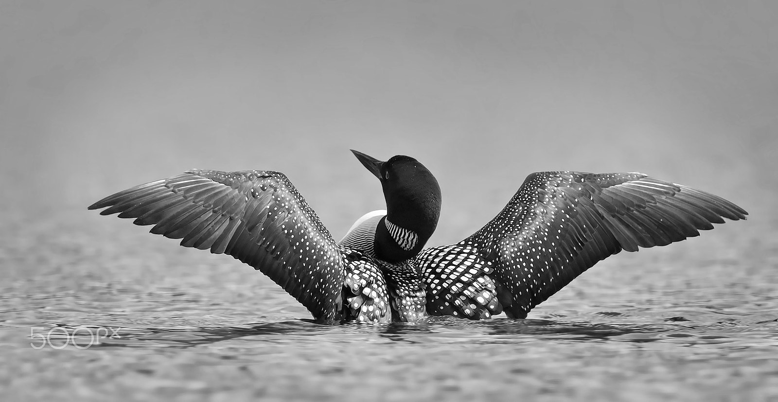 Canon EF 300mm F2.8L IS II USM sample photo. Common loon in black and white photography