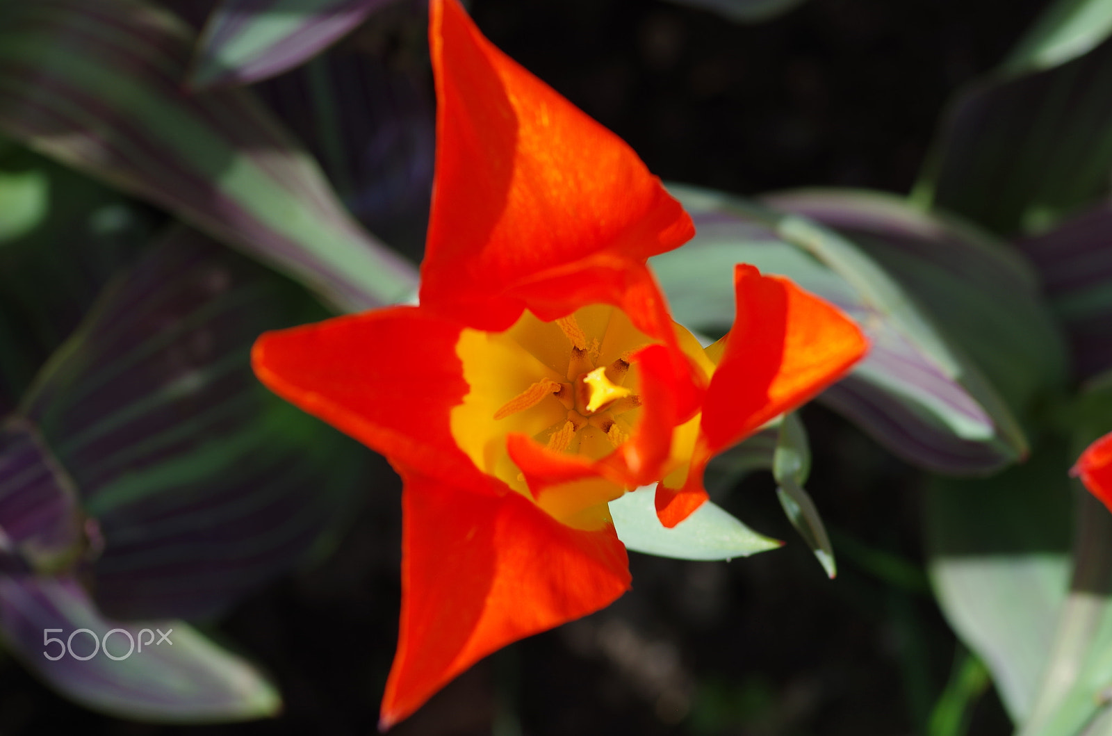 Pentax K-30 + Pentax smc D-FA 100mm F2.8 macro sample photo. Inside a tulip by willie b photography