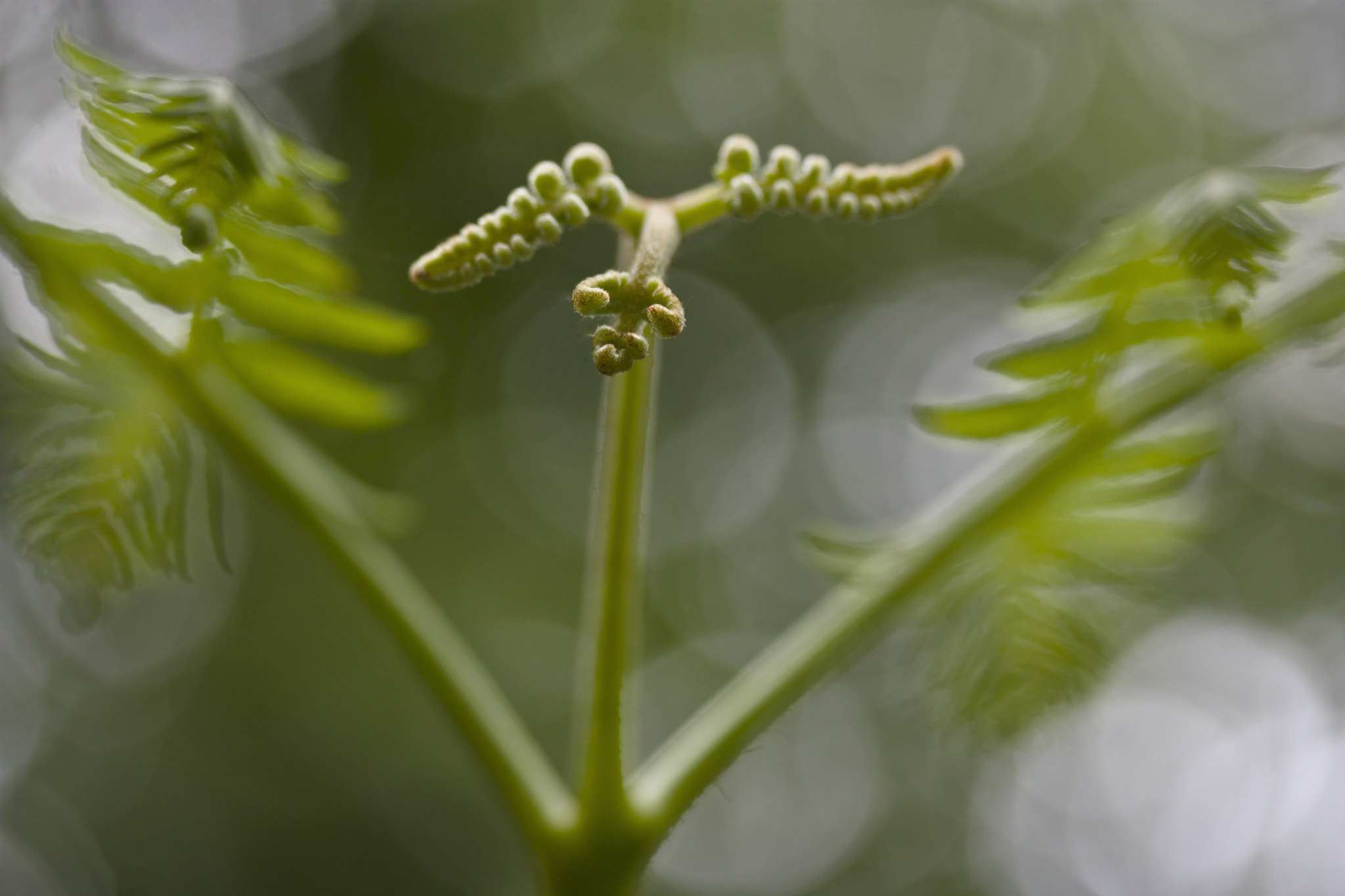 Canon EF-S 60mm F2.8 Macro USM sample photo. Neue triebe...! photography