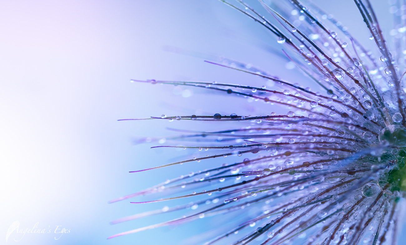 100mm F2.8 G SSM OSS sample photo. Pulsating drops photography