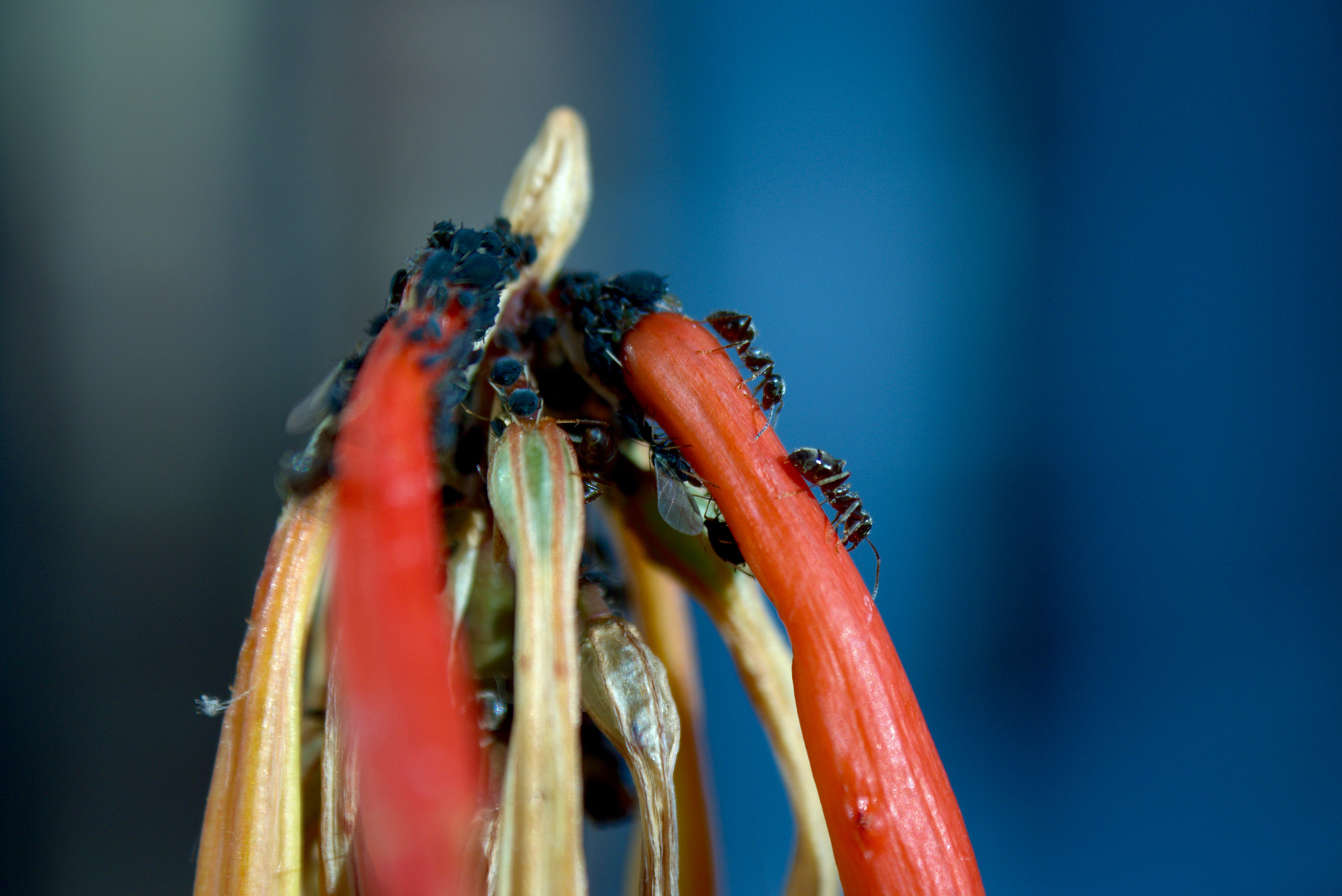 Canon EF-S 18-55mm F3.5-5.6 III sample photo. Bugs photography