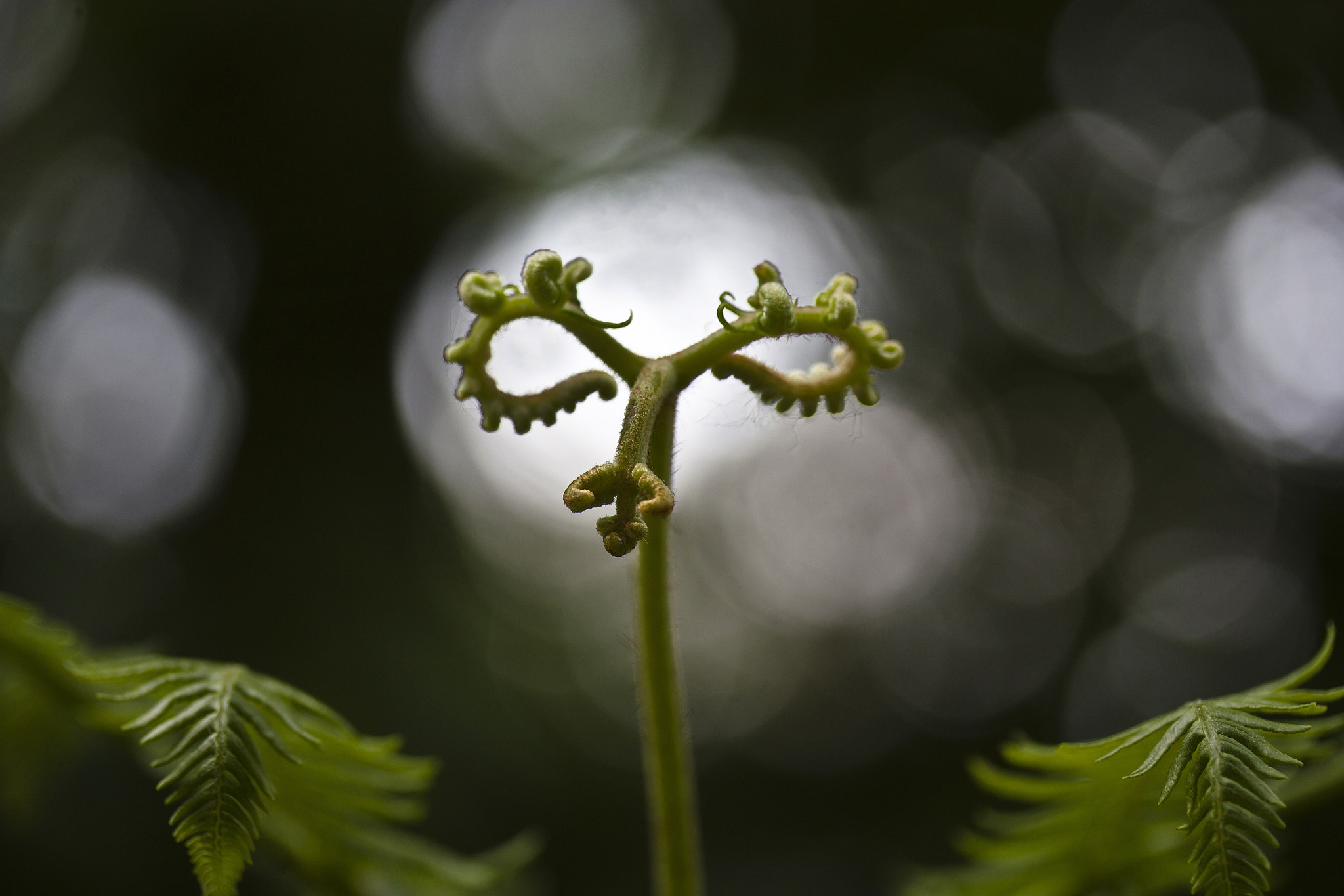 Canon EF-S 60mm F2.8 Macro USM sample photo. Neue triebe...! photography