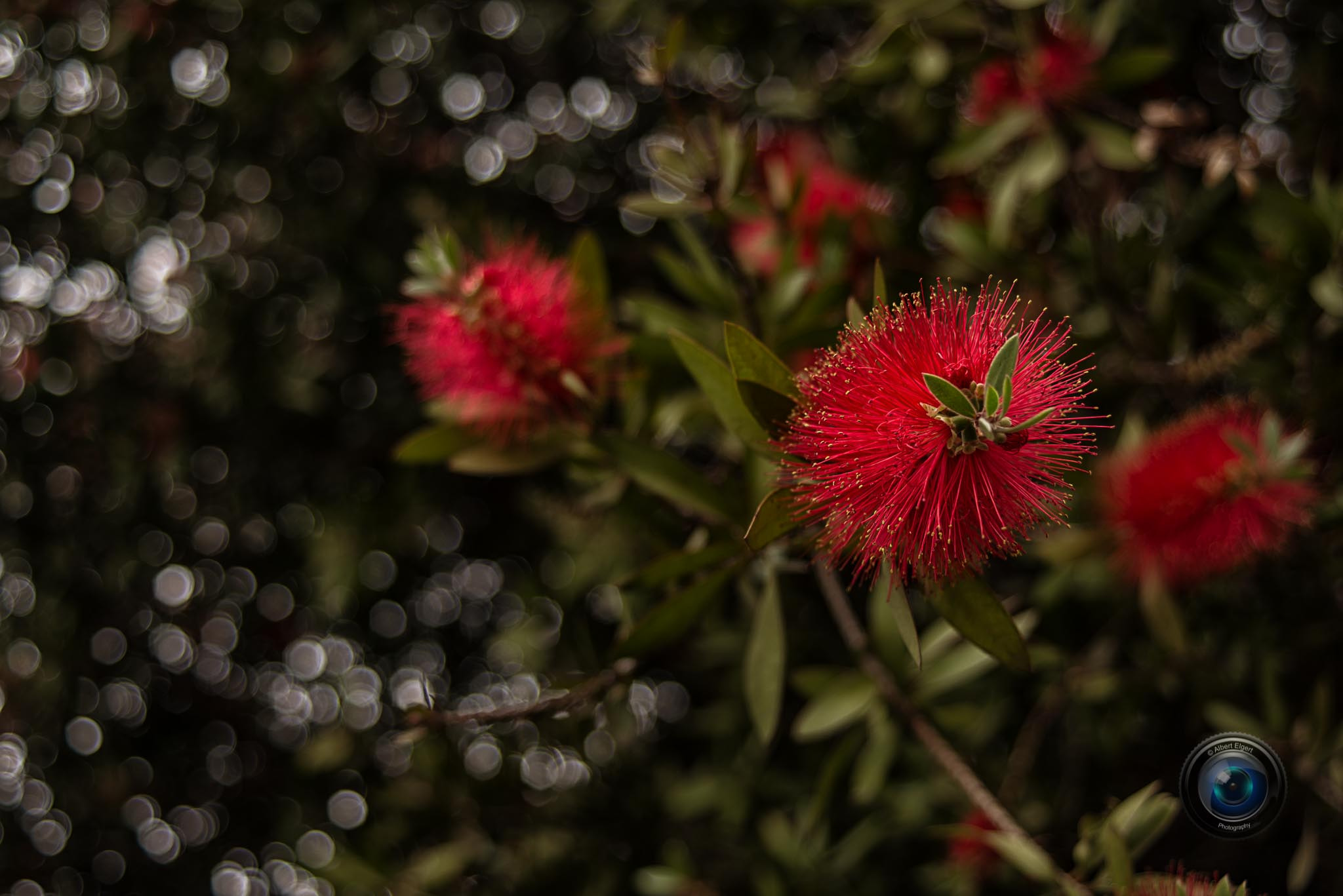 AF Zoom-Nikkor 35-70mm f/3.3-4.5 sample photo. S/t photography