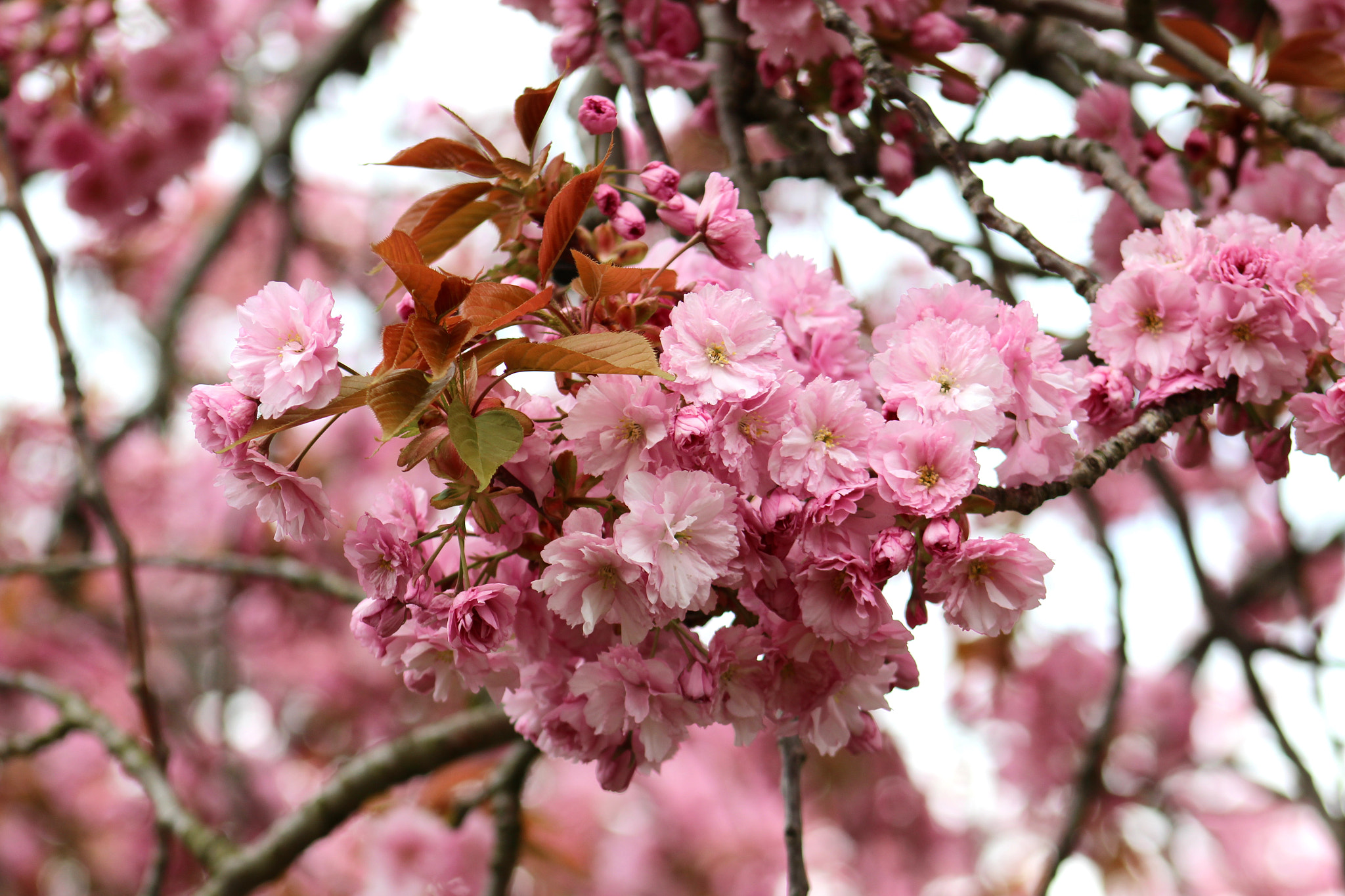 Canon EF75-300mm f/4-5.6 sample photo. I hate pink but there can be some exceptions photography