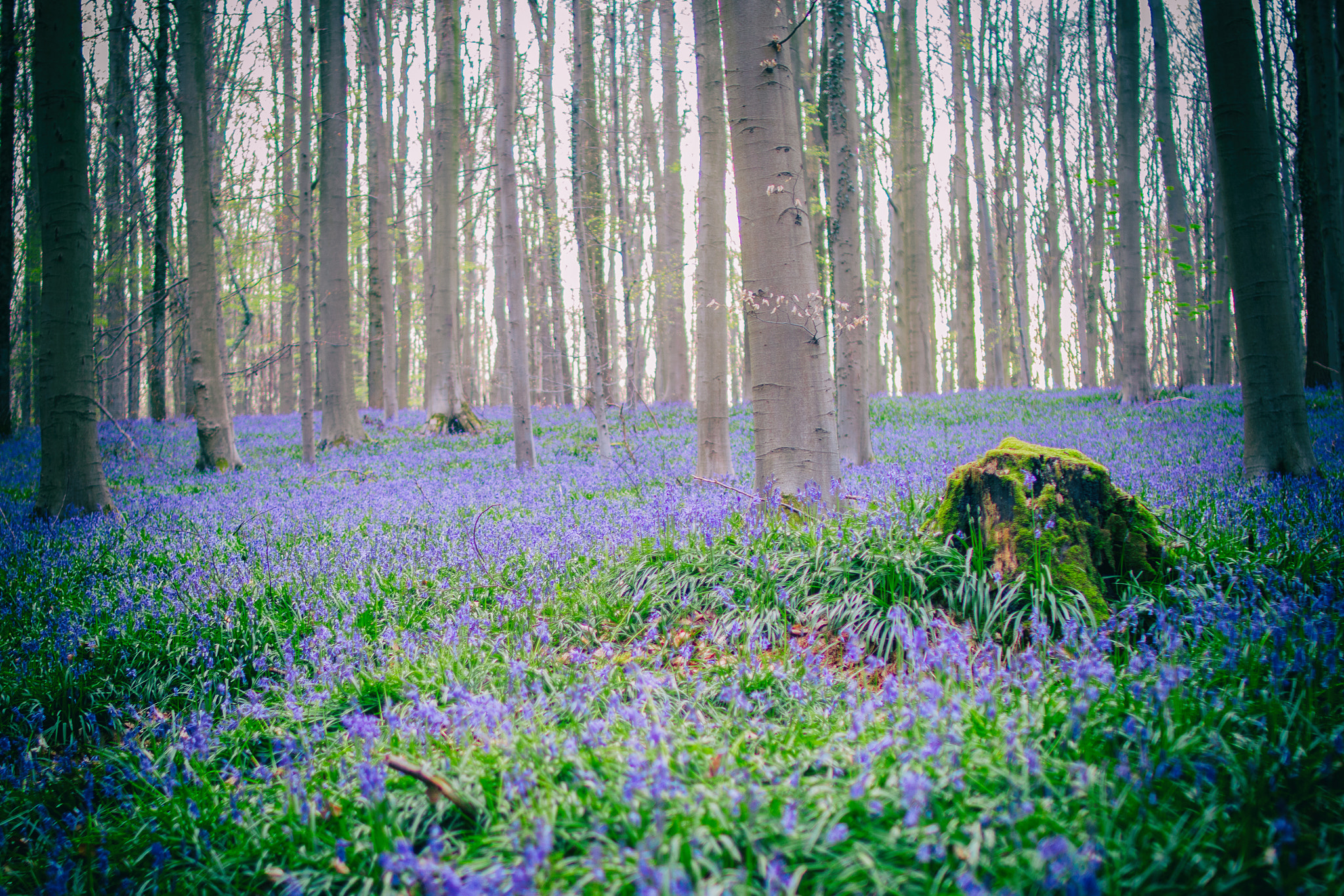 Sigma 30mm F1.4 EX DC HSM sample photo. Blue forest photography