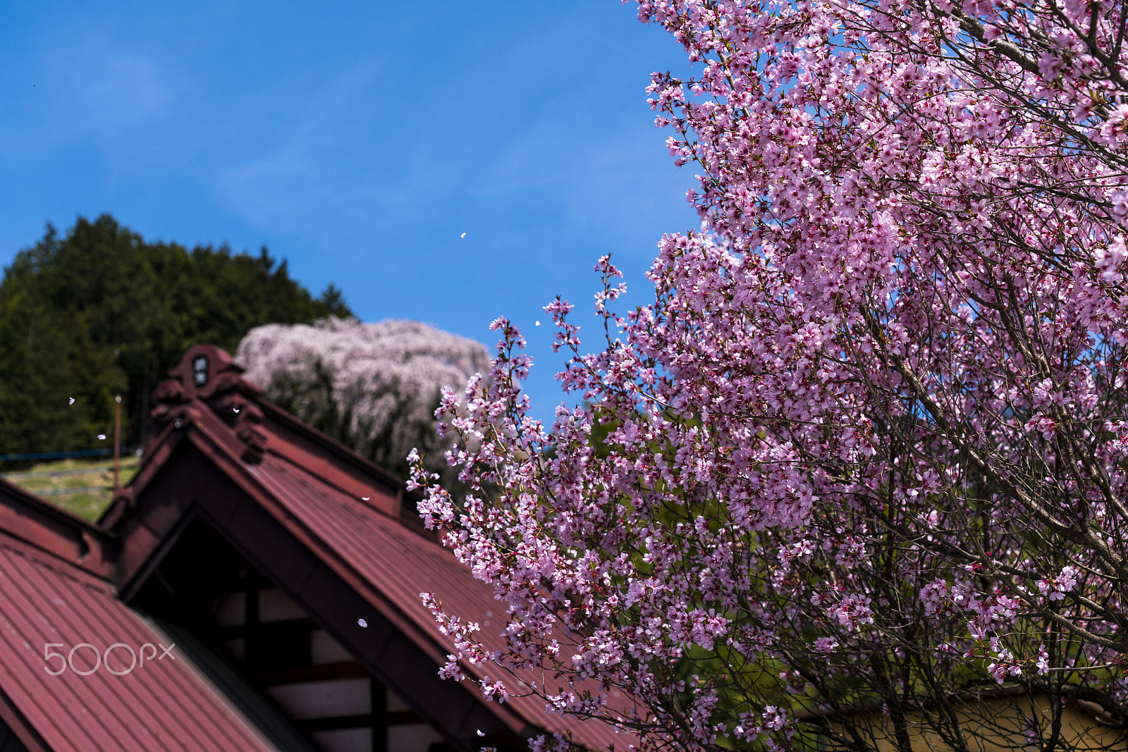 Minolta/Sony AF 70-200mm F2.8 G sample photo. Okkaduma 4(_dsc3922.jpg) photography