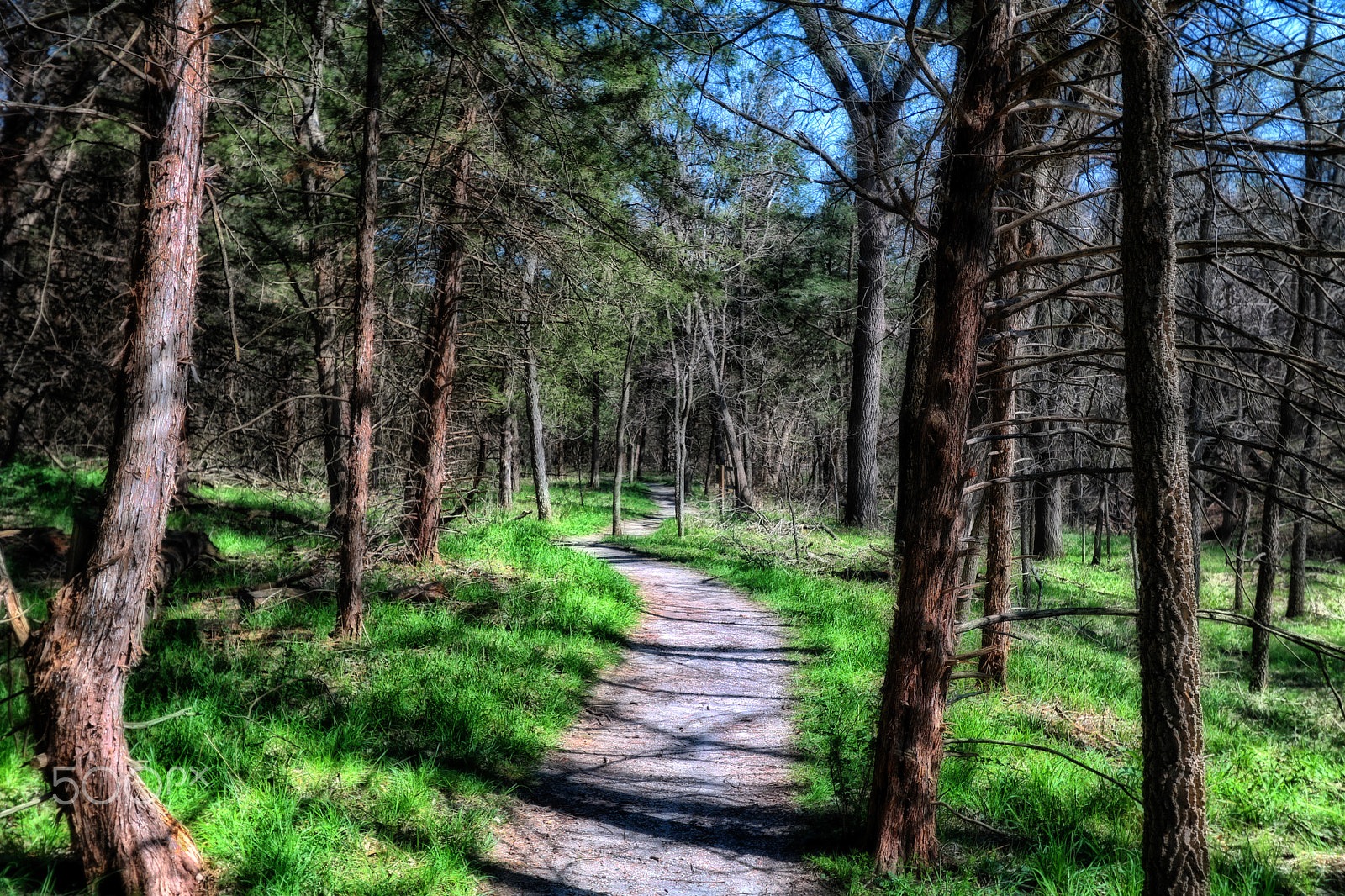 Canon EOS 760D (EOS Rebel T6s / EOS 8000D) sample photo. Walk in the woods photography