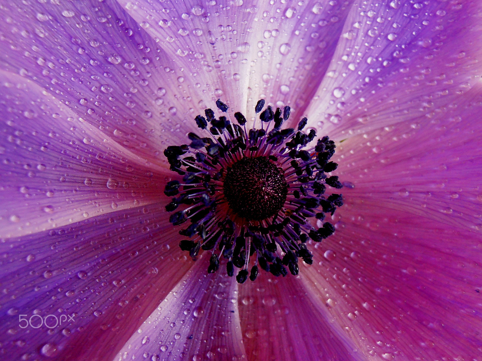 Olympus VR325,VR320,D725 sample photo. Purple corolla photography