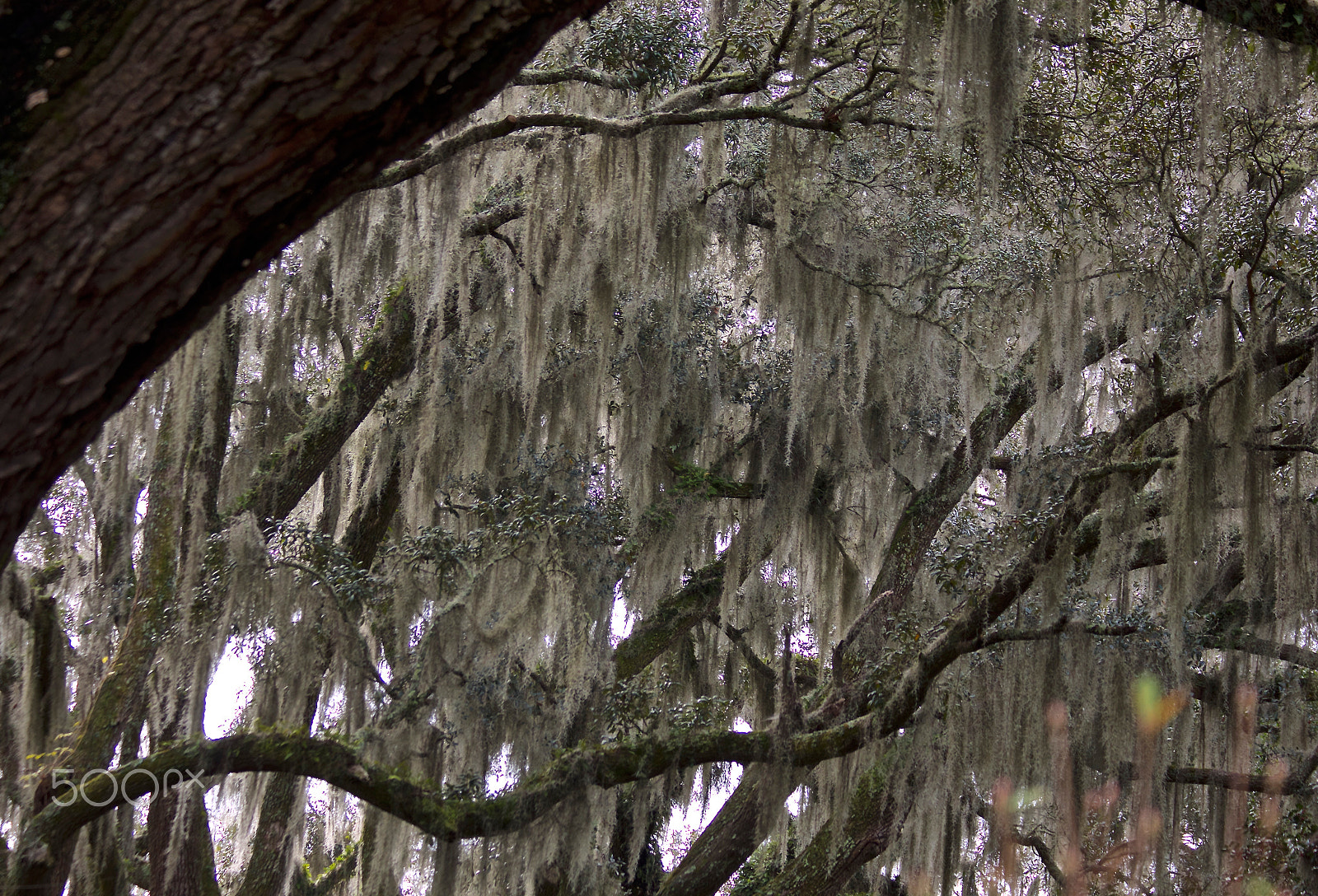 Canon EOS 650D (EOS Rebel T4i / EOS Kiss X6i) sample photo. Forest quiet whisper photography