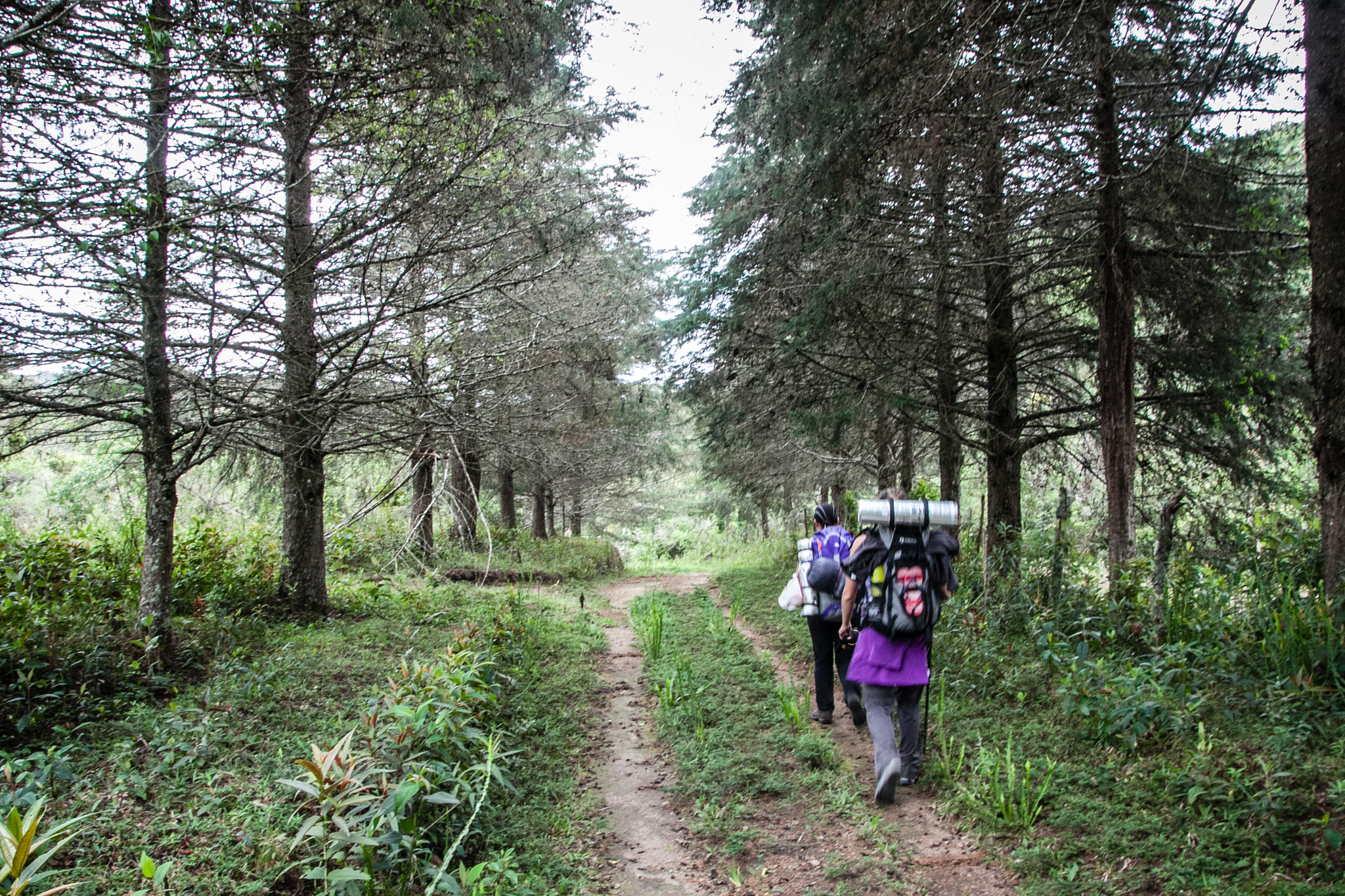 Sigma 17-70mm F2.8-4 DC Macro OS HSM sample photo. Trekking_papagaio.jpg photography