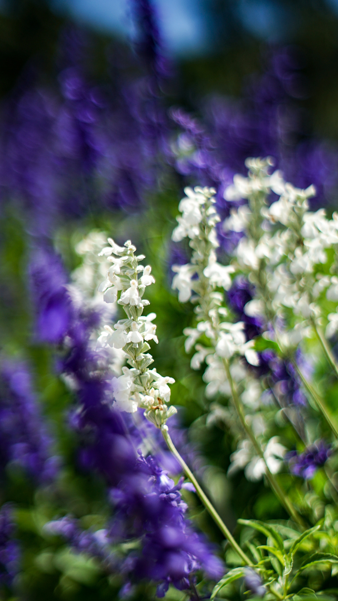 Sony a7 II sample photo. Lavender illusion photography