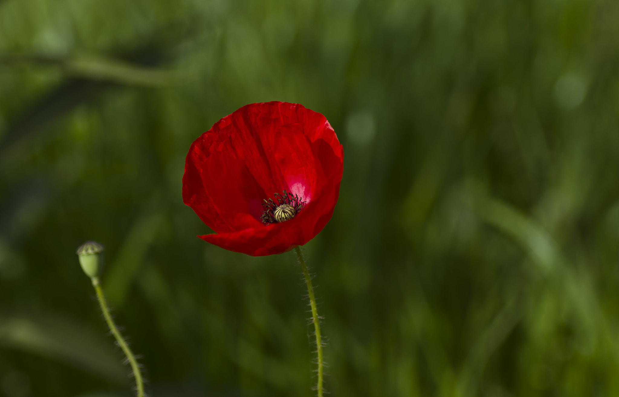 Pentax K-5 II sample photo. Red spring photography