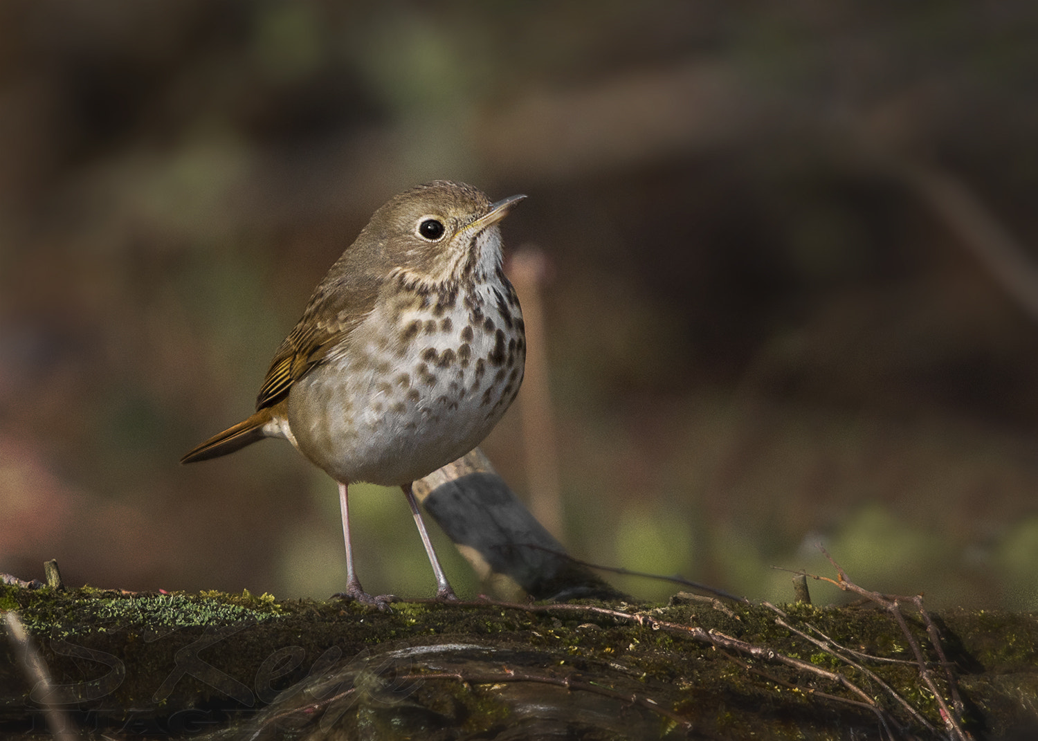 Nikon D7200 + Sigma 500mm F4.5 EX DG HSM sample photo. Loner (hermit thrush) photography