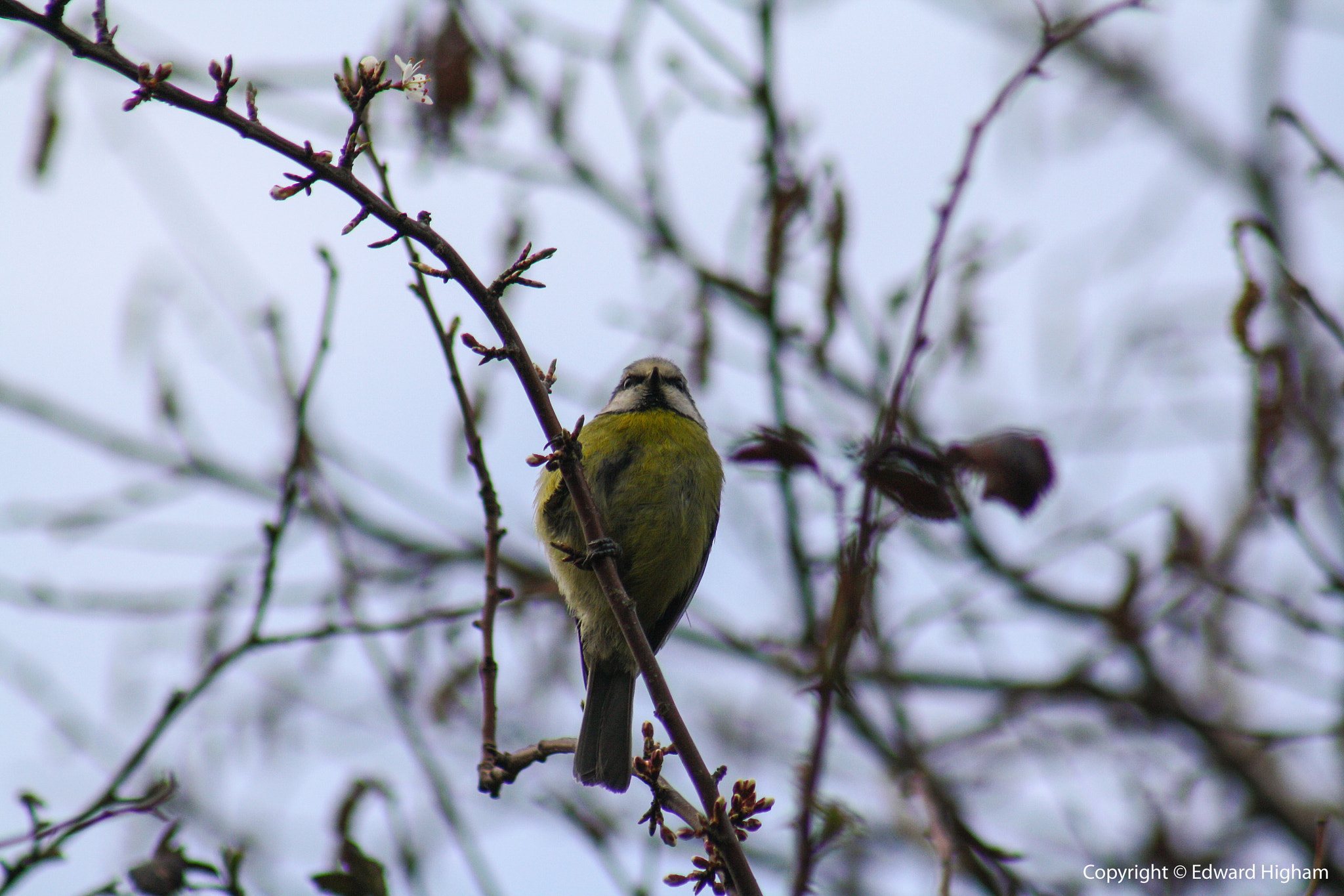 Canon EF 75-300mm f/4-5.6 USM sample photo. Bluetit photography