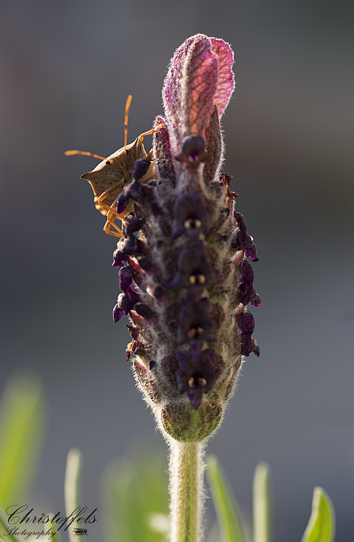 Sigma 70mm F2.8 EX DG Macro sample photo. Bruine wants (eurygaster testudinaria) photography