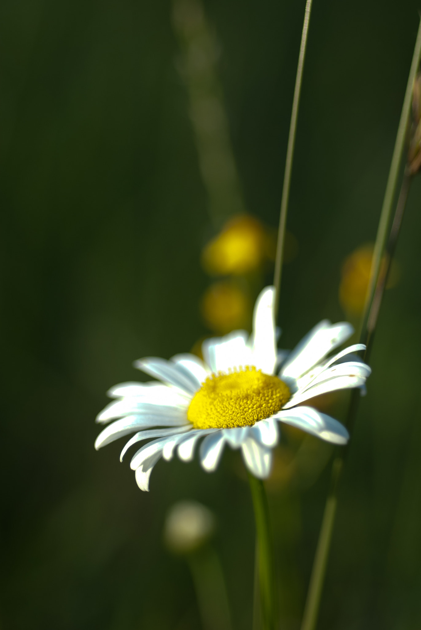 Nikon D200 + Nikon AF Micro-Nikkor 60mm F2.8D sample photo. Wild flowers photography