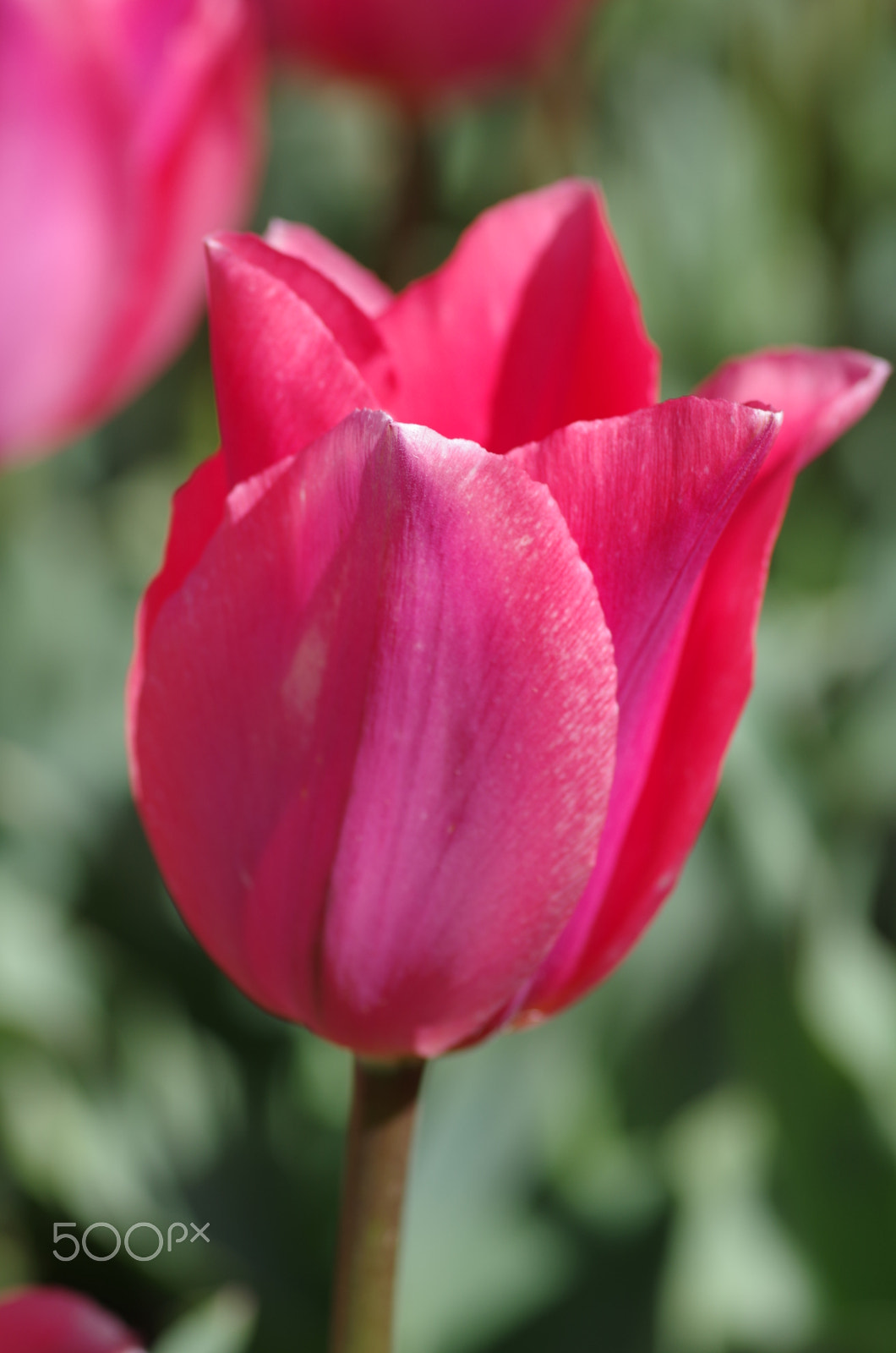 Pentax K-30 + Pentax smc D-FA 100mm F2.8 macro sample photo. Tulip triomphe pink lady photography