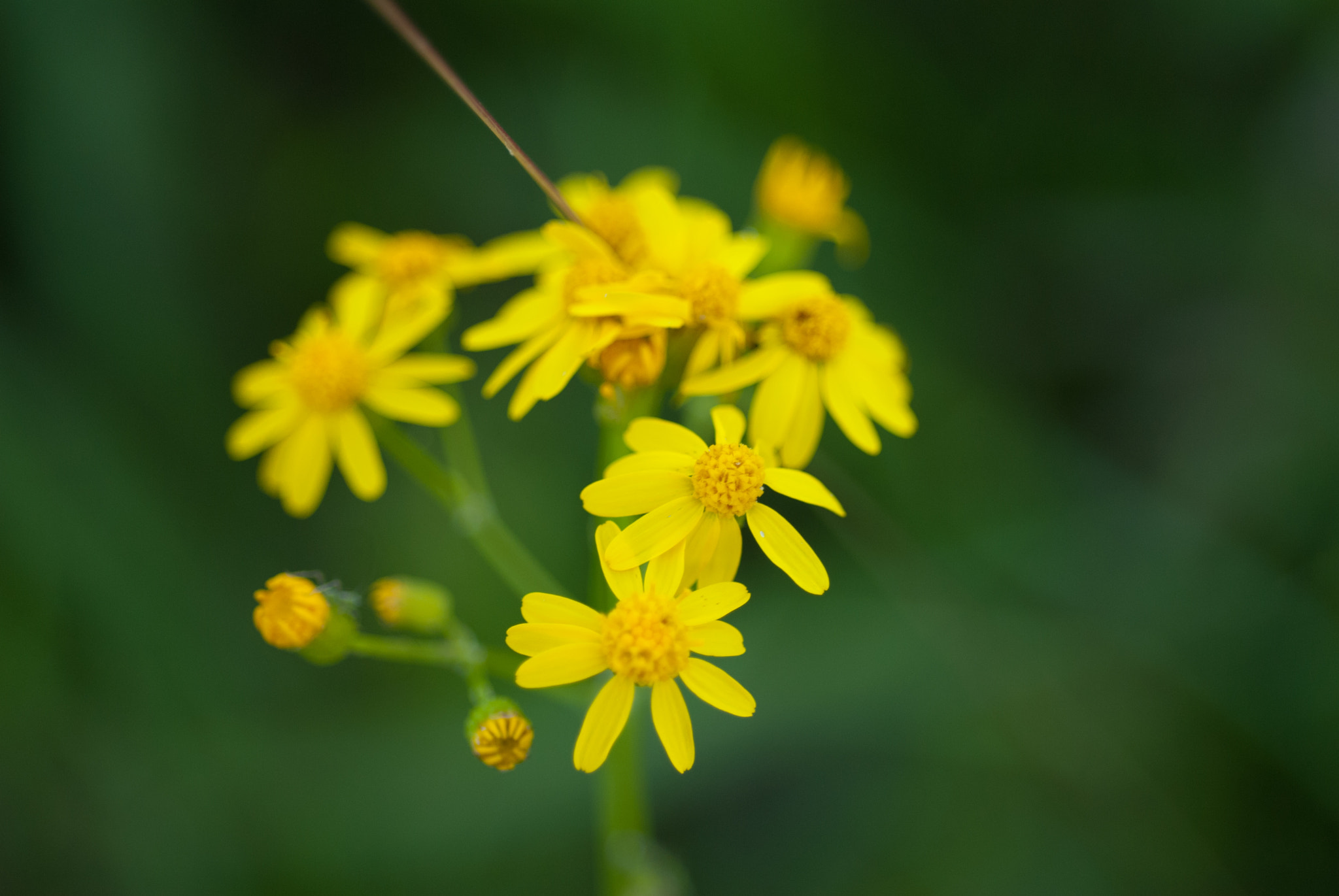 Nikon D200 + Nikon AF Micro-Nikkor 60mm F2.8D sample photo. Wild flowers photography