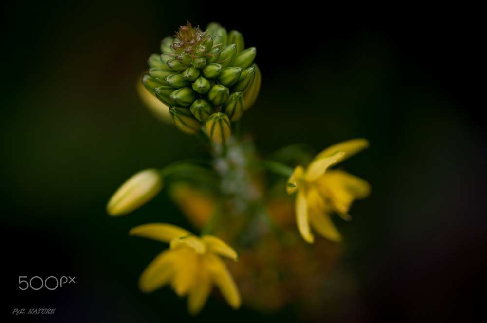 Nikon D300S sample photo. Suave luz photography