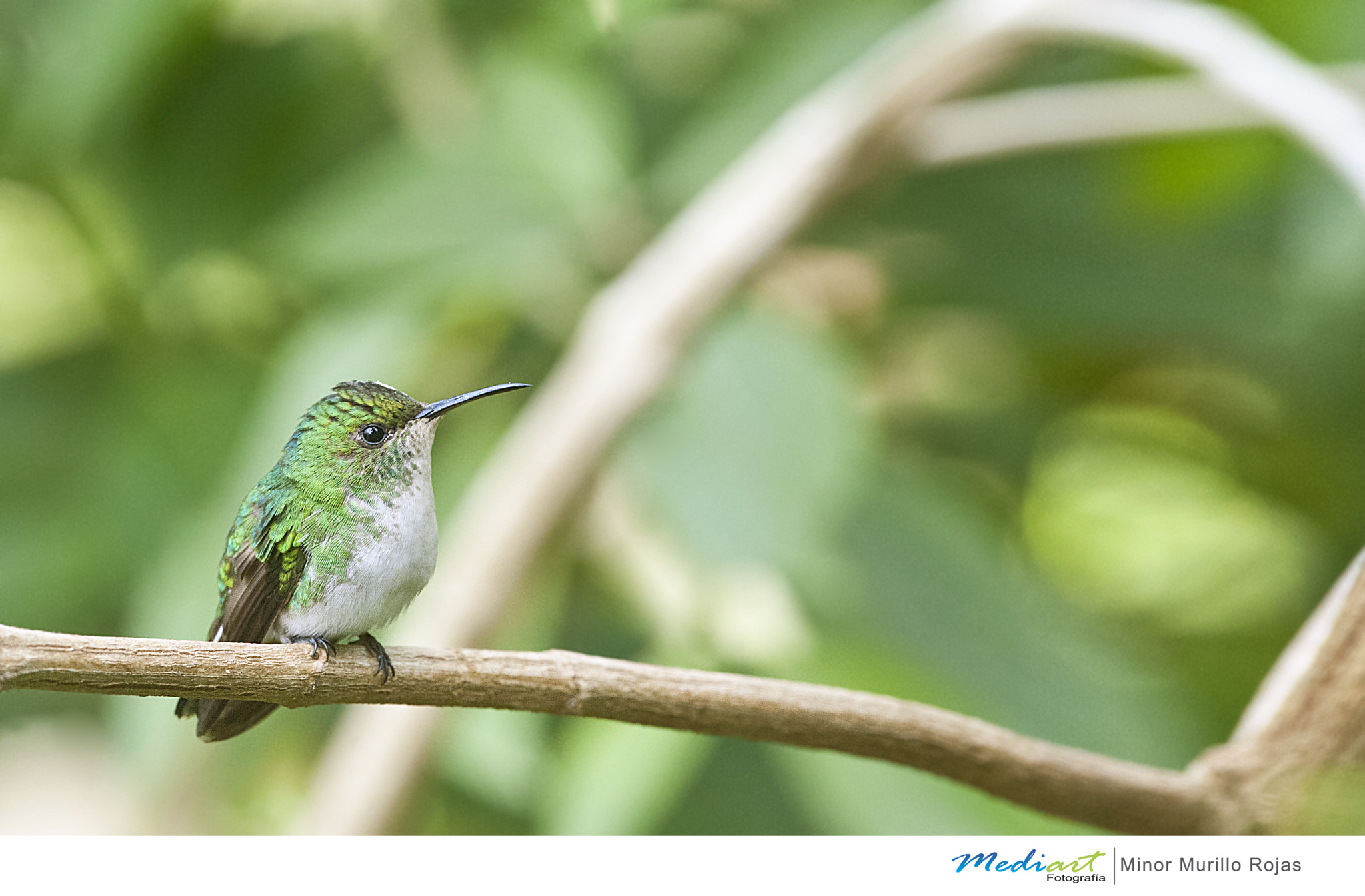 Nikon D700 + Nikon AF-S Nikkor 300mm F4D ED-IF sample photo. Coppery headed emerald photography