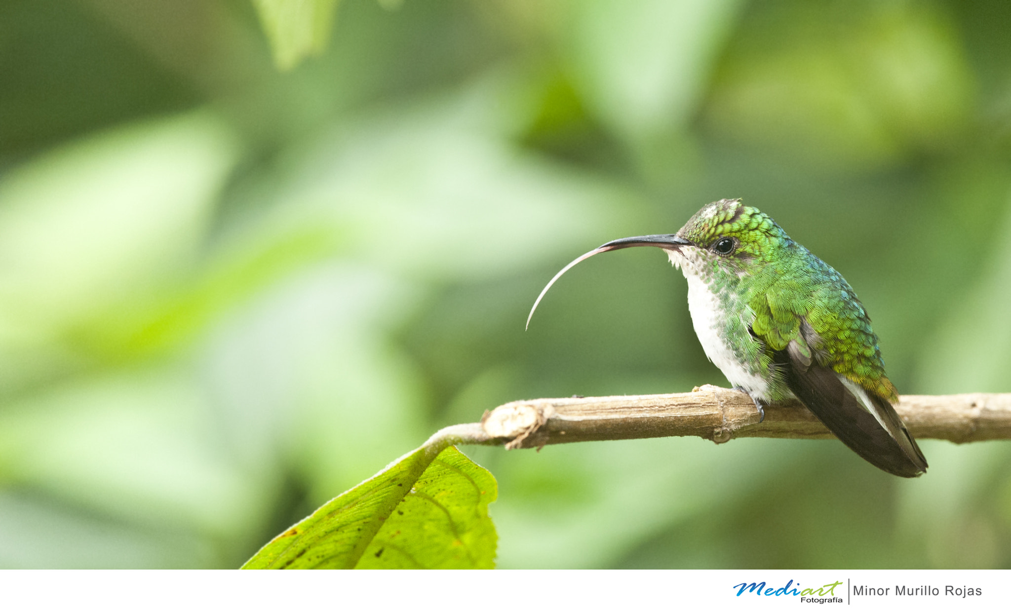 Nikon D700 + Nikon AF-S Nikkor 300mm F4D ED-IF sample photo. Coppery headed emerald photography