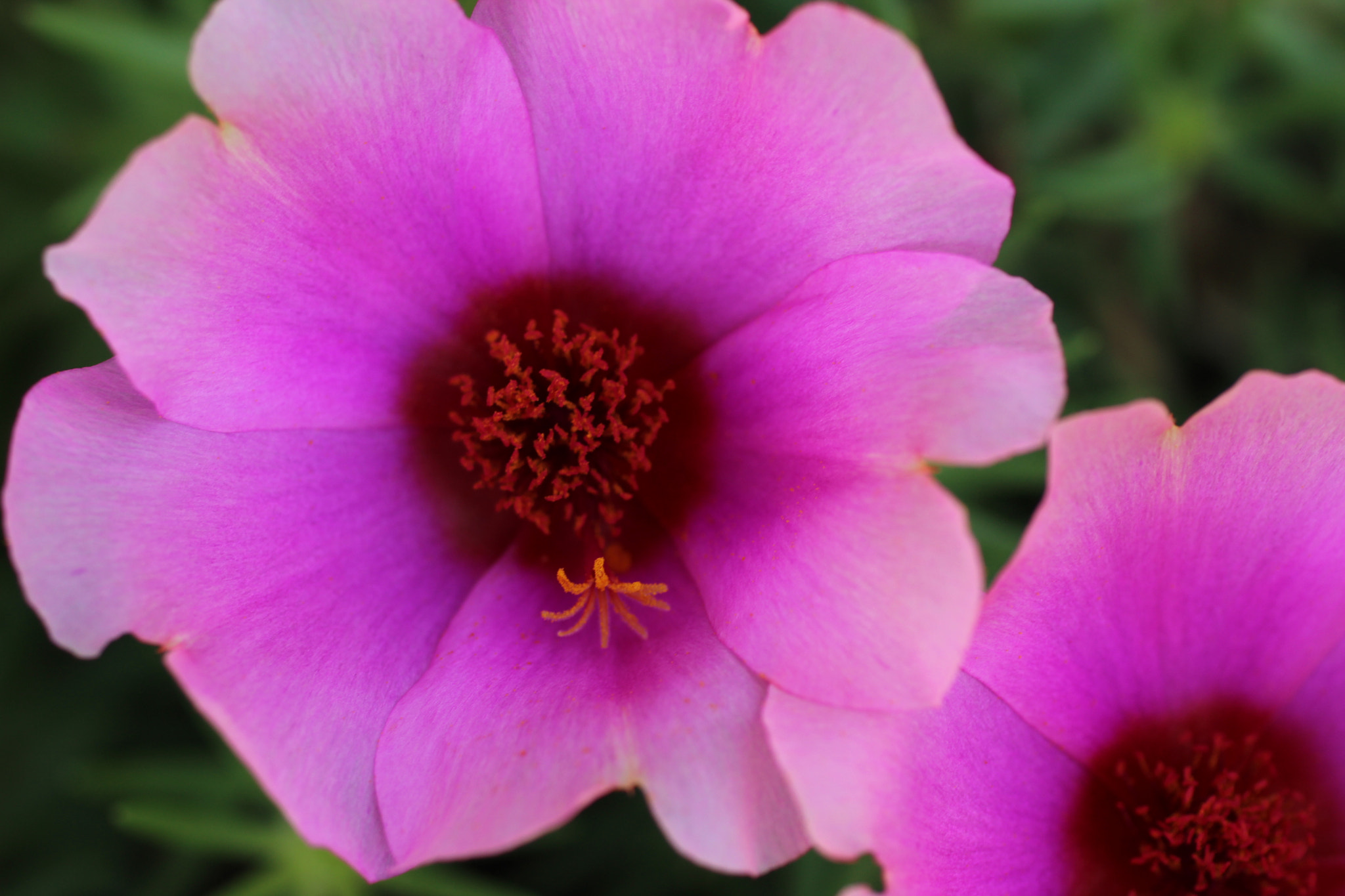 Canon EF 50mm F2.5 Macro sample photo. Bem me quer, mal me quer... photography