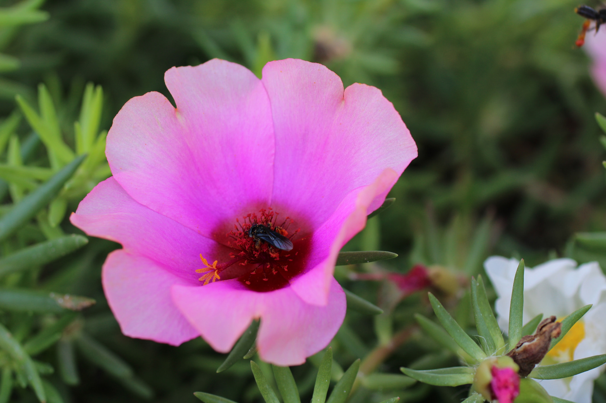 Canon EF 50mm F2.5 Macro sample photo. Operária photography