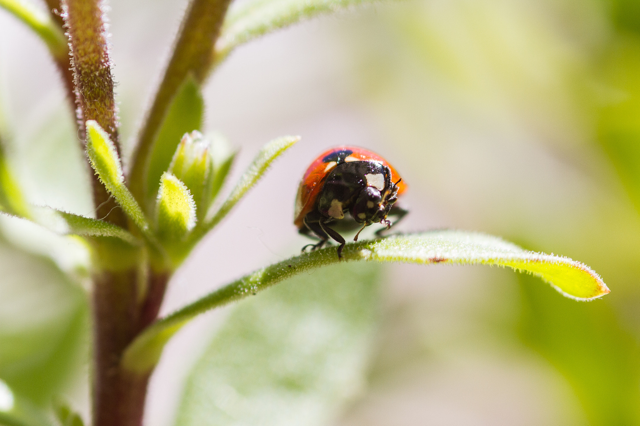 Canon EOS 7D + Sigma 105mm F2.8 EX DG Macro sample photo. Mariquita photography