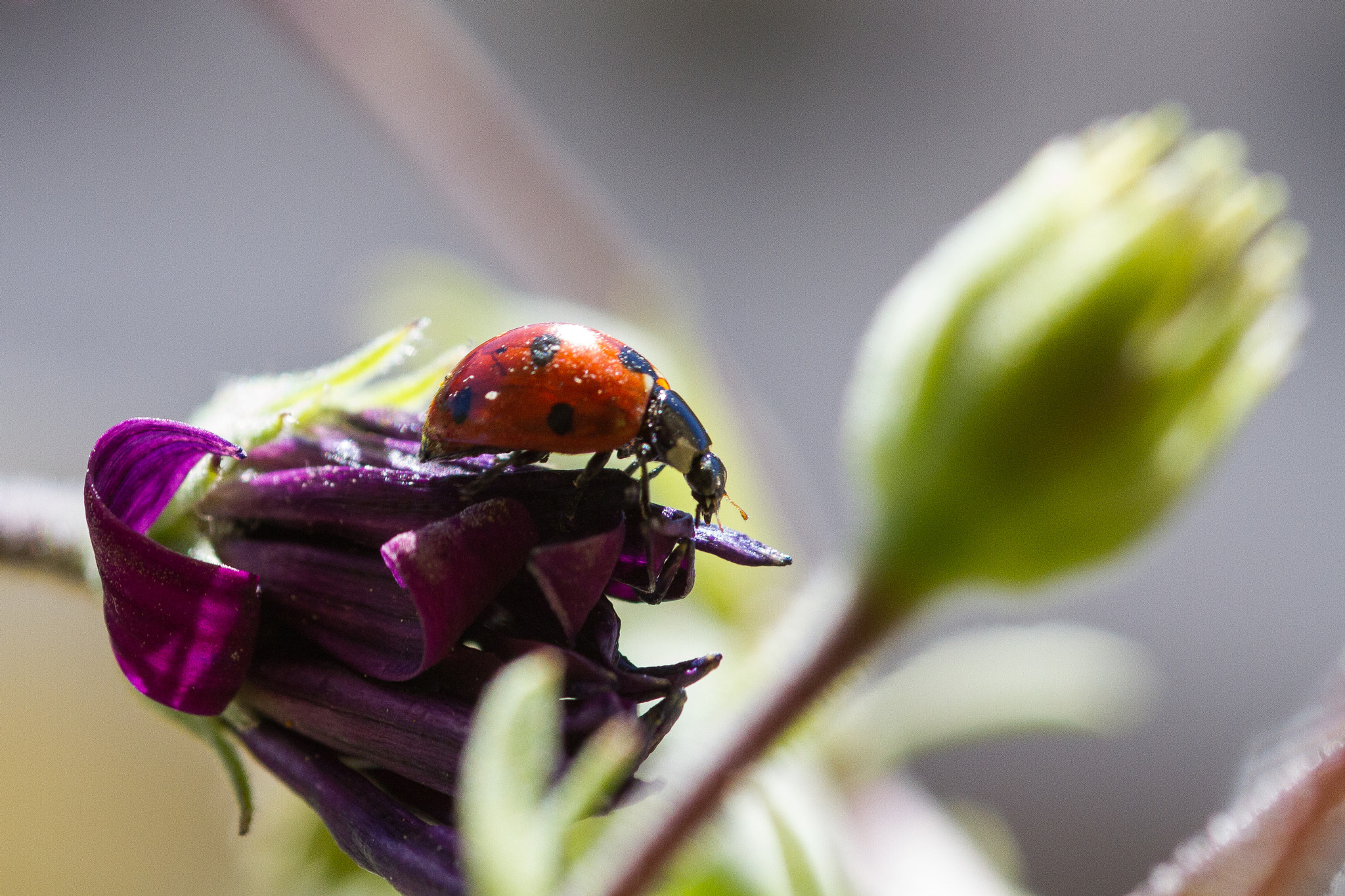 Canon EOS 7D + Sigma 105mm F2.8 EX DG Macro sample photo. Mariquita photography