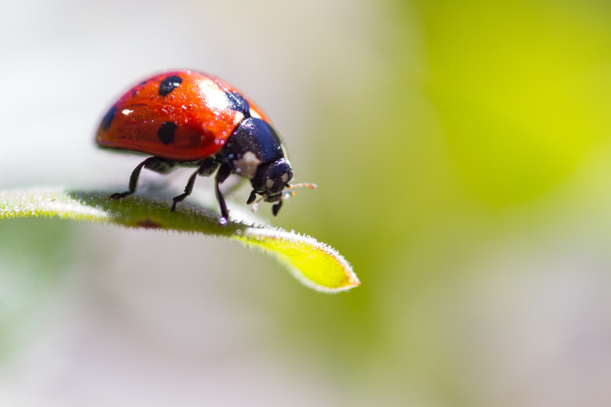 Canon EOS 7D + Sigma 105mm F2.8 EX DG Macro sample photo. Mariquita photography