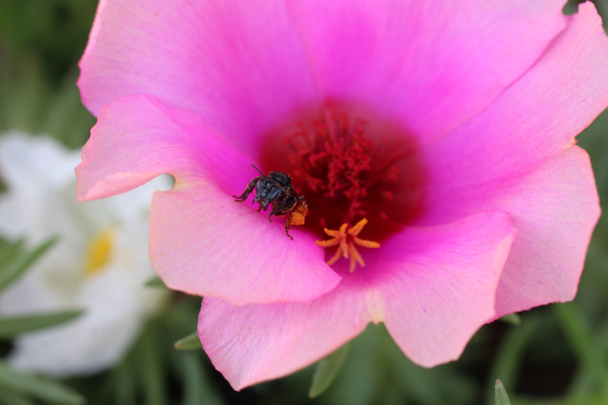 Canon EF 50mm F2.5 Macro sample photo. Pausa para o descanso photography