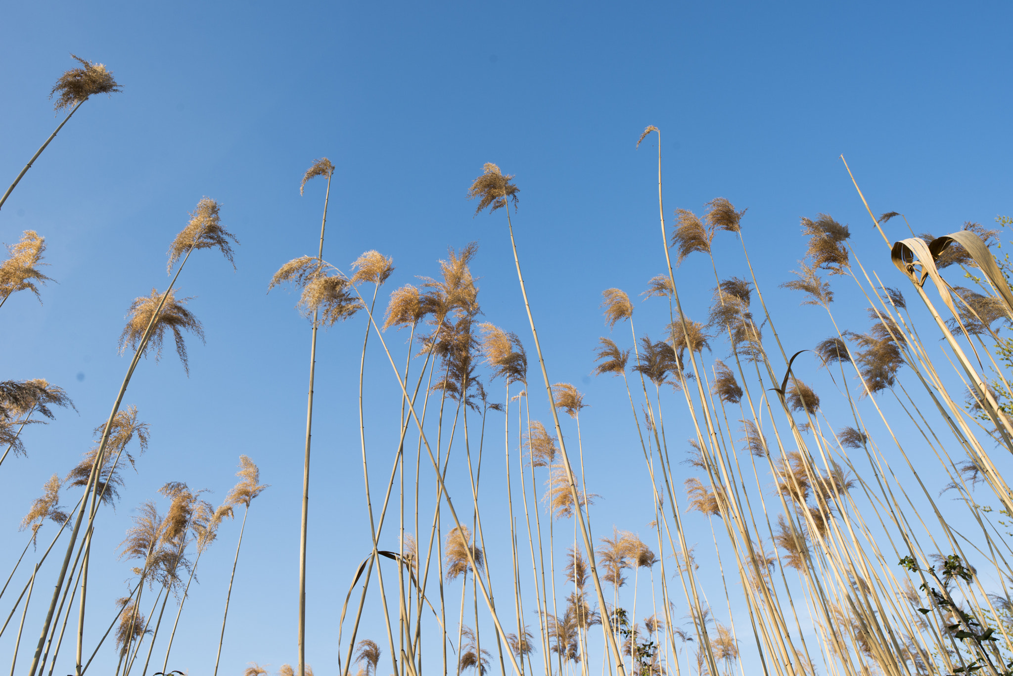 Nikon D600 + Nikon AF-S Nikkor 24mm F1.8G ED sample photo. Guardando il cielo photography