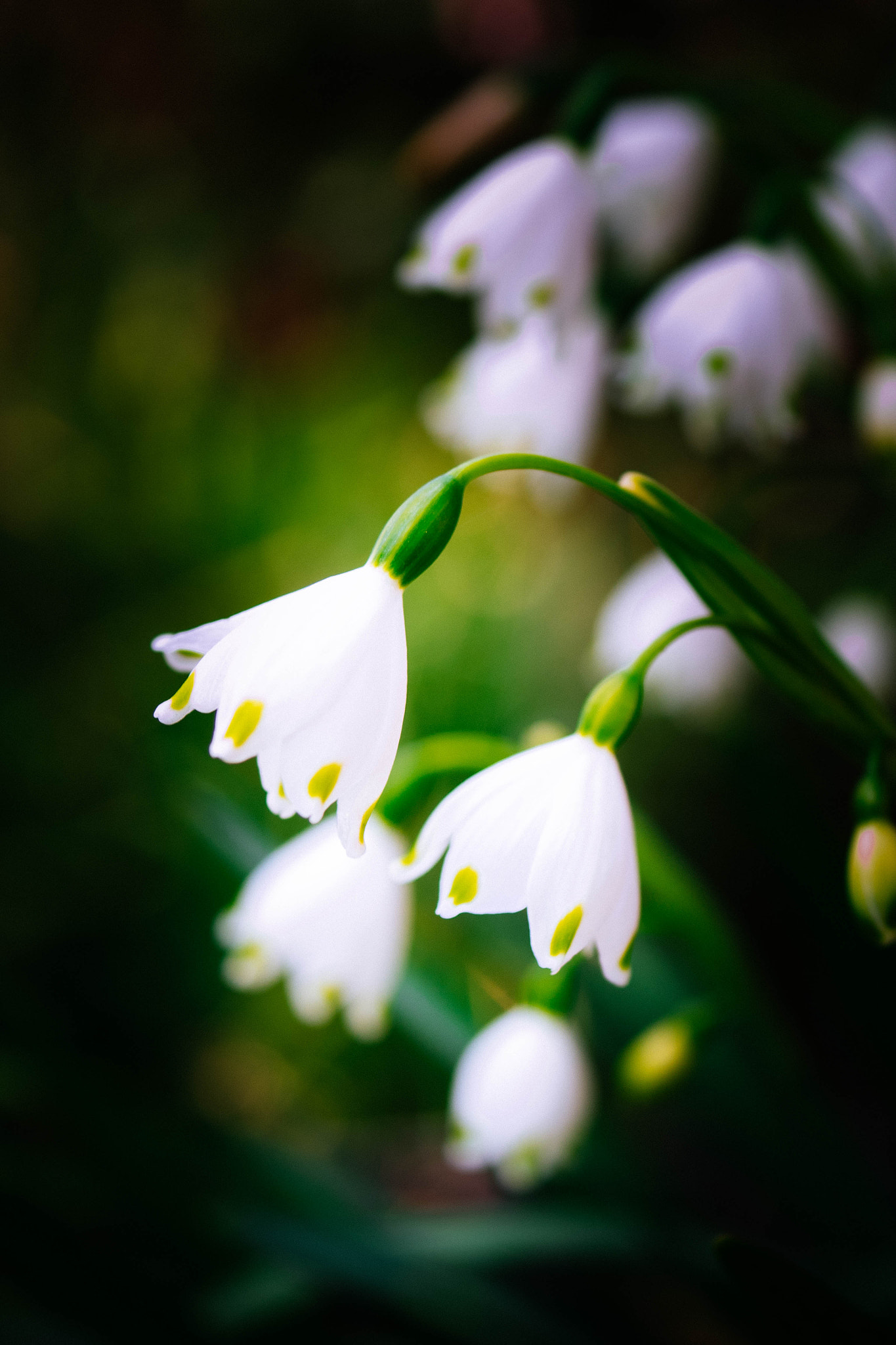 Panasonic Lumix G Macro 30mm F2.8 ASPH Mega OIS sample photo. Snowflake photography