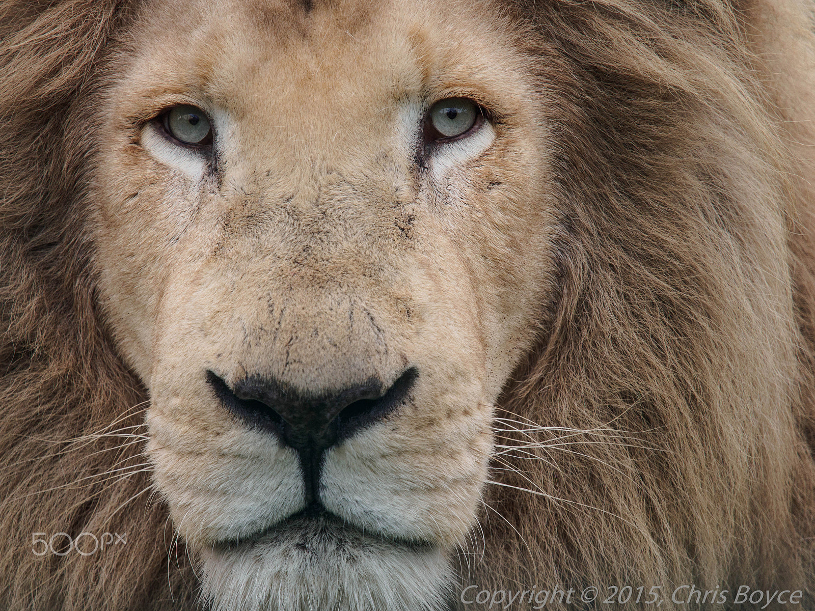 Olympus OM-D E-M5 + Olympus M.Zuiko Digital ED 40-150mm F2.8 Pro sample photo. Lion in winter photography