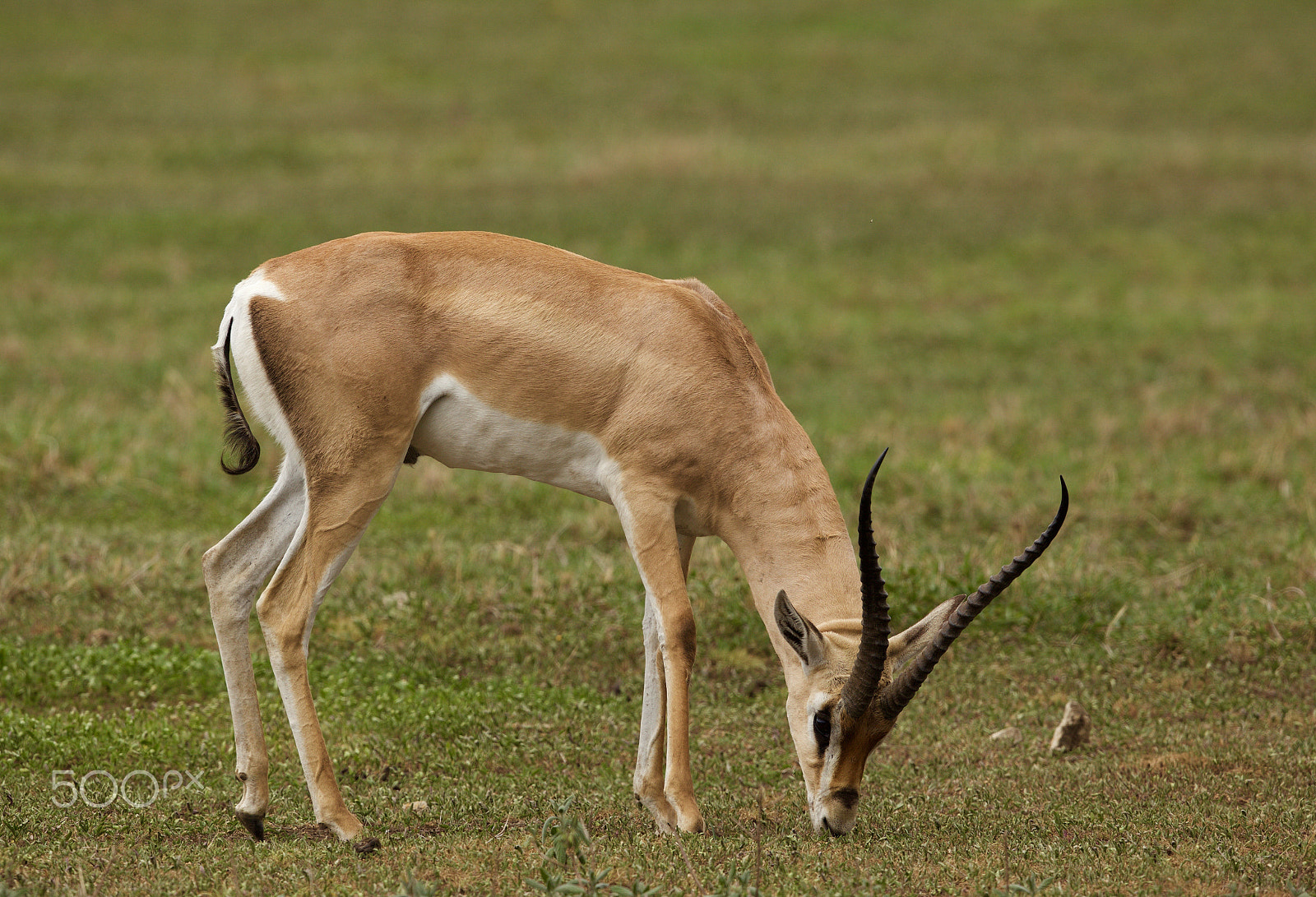 Canon EF 500mm F4L IS II USM sample photo. Gazelle photography