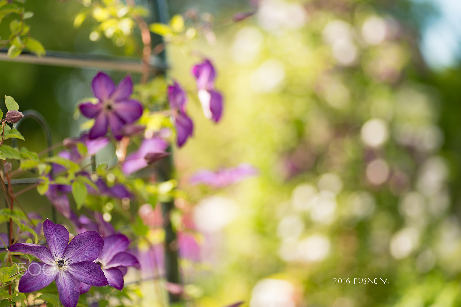 Nikon Df sample photo. Romantic purple photography