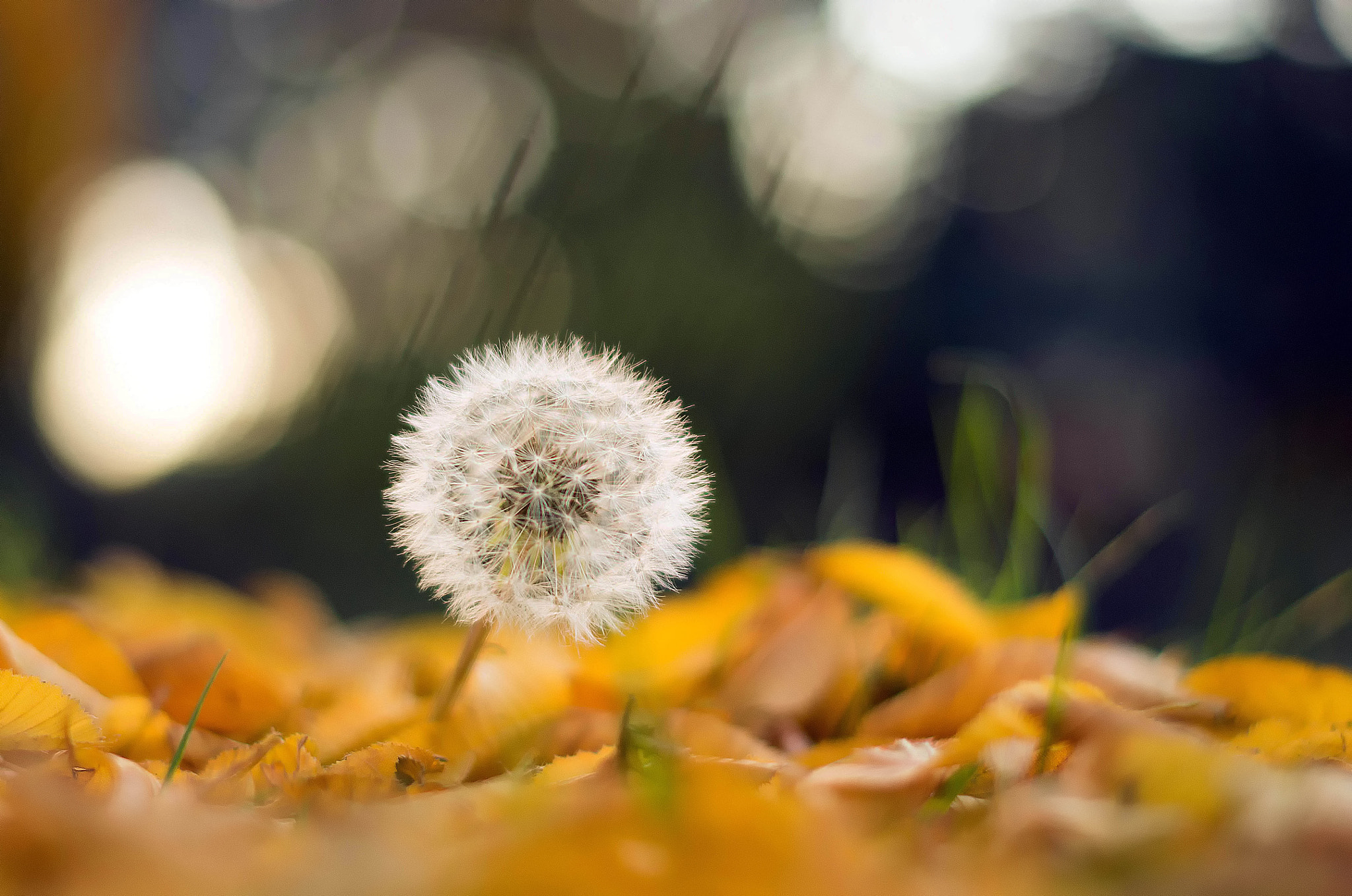 Pentax smc DA 50mm F1.8 sample photo. Strange autumn photography