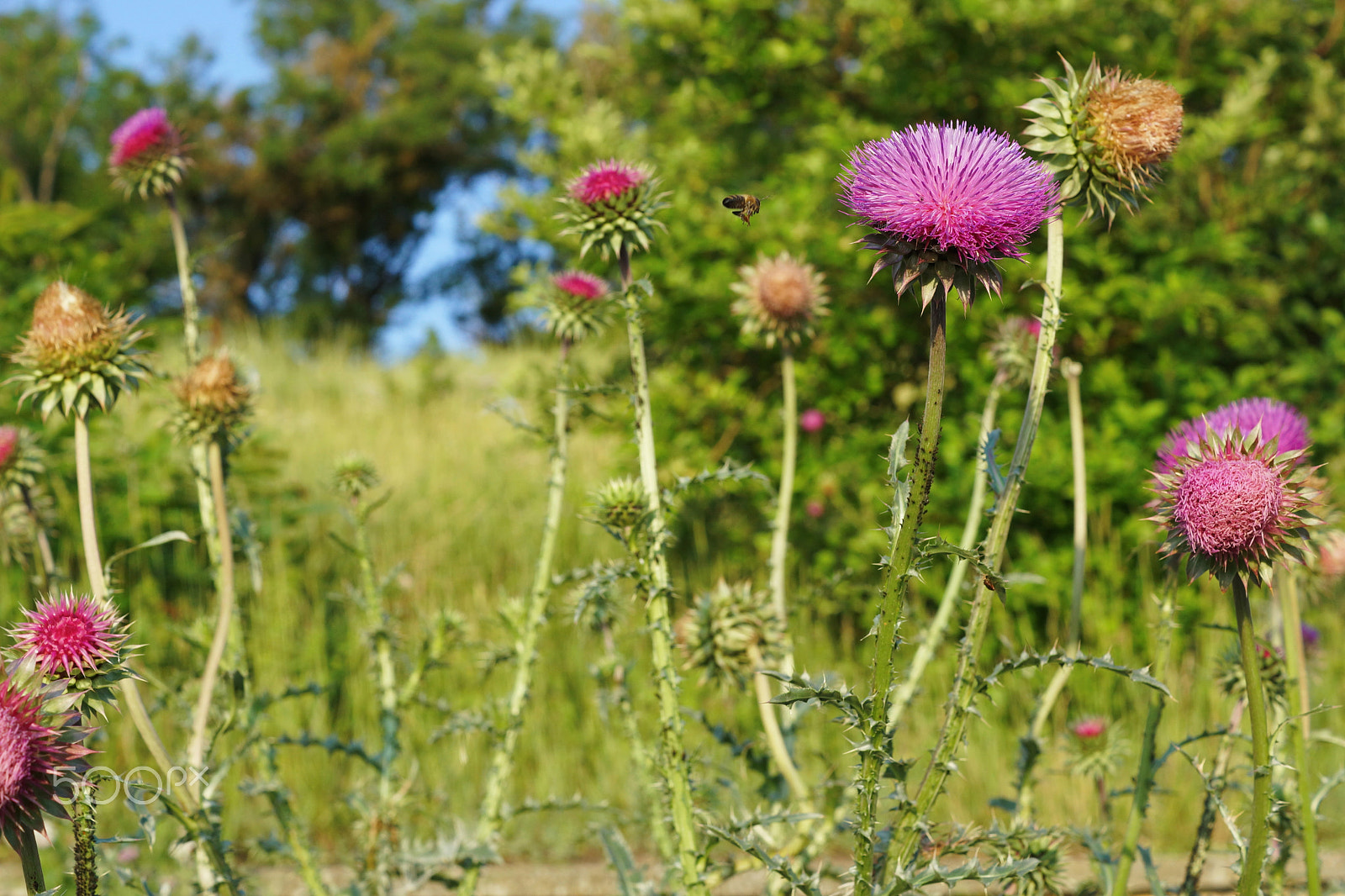 Sony SLT-A65 (SLT-A65V) + Sony DT 35mm F1.8 SAM sample photo. Summer time photography