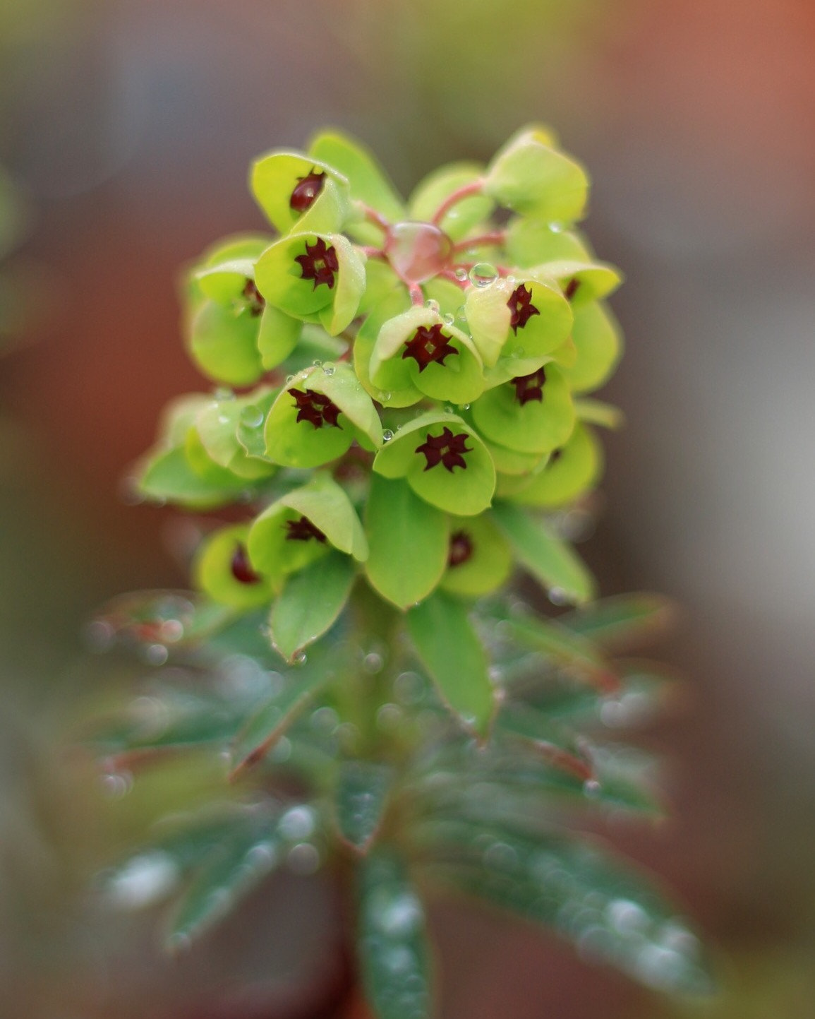 Canon EOS M + Canon EF 50mm F1.8 STM sample photo. Sun spurge photography