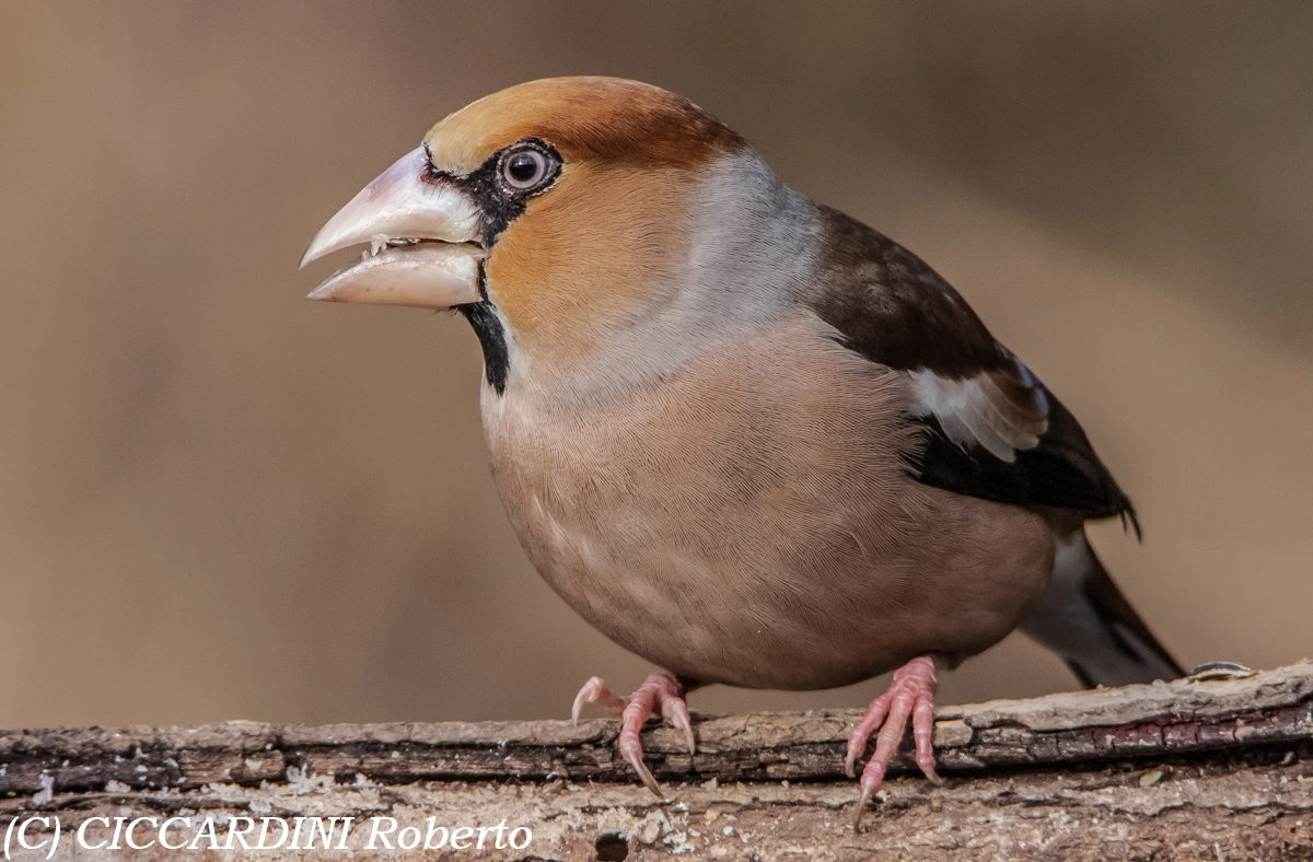 Tamron SP 150-600mm F5-6.3 Di VC USD sample photo. Frosone photography