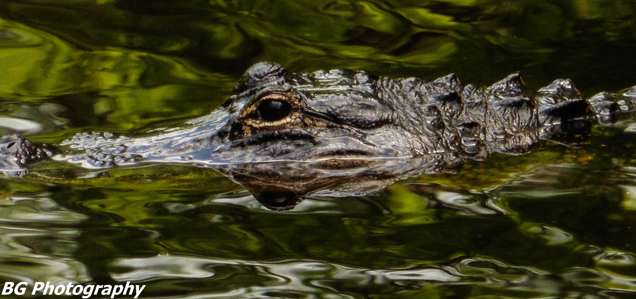 Panasonic DMC-ZS35 sample photo. Alligator photography