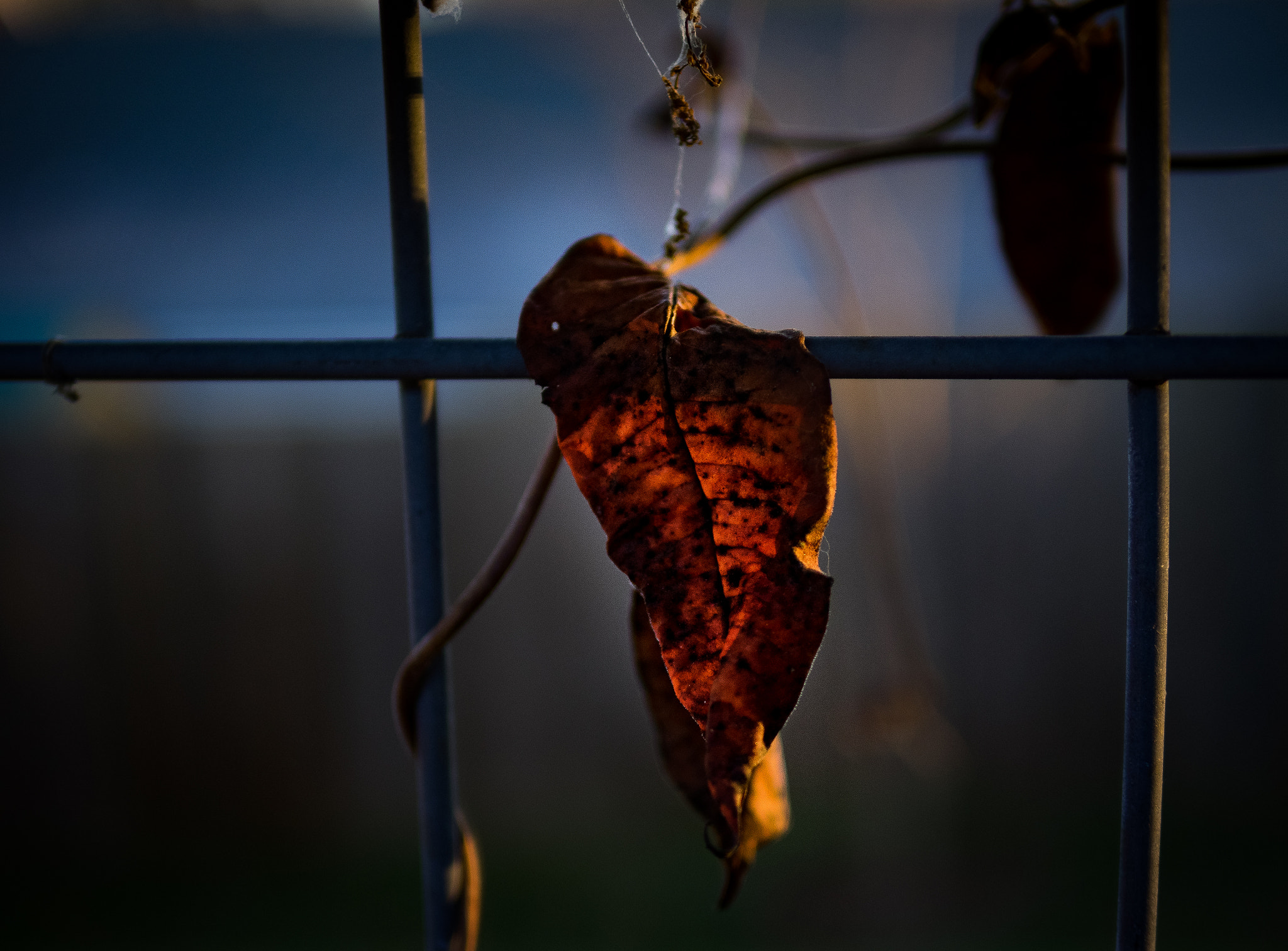 Olympus OM-D E-M1 + Panasonic Leica DG Summilux 25mm F1.4 II ASPH sample photo. Sunset one evening photography